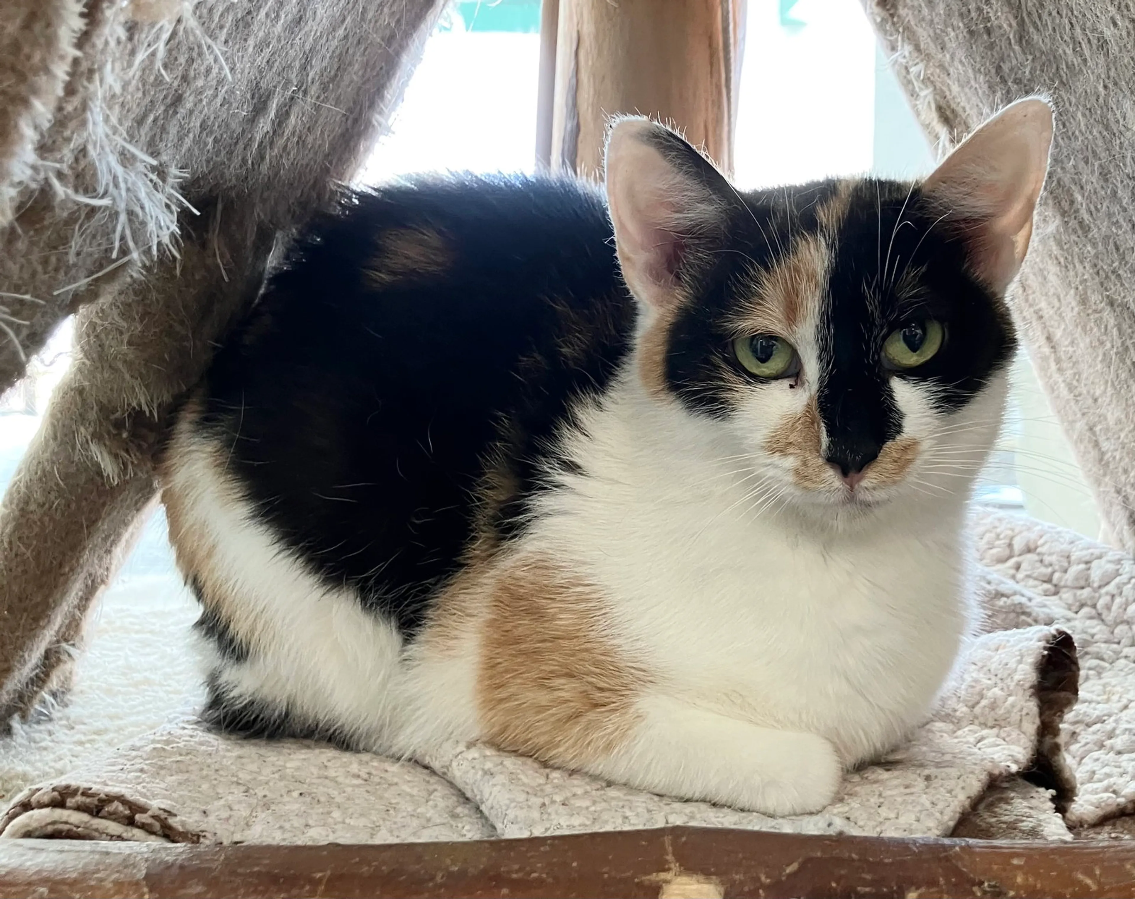 Found pet-4