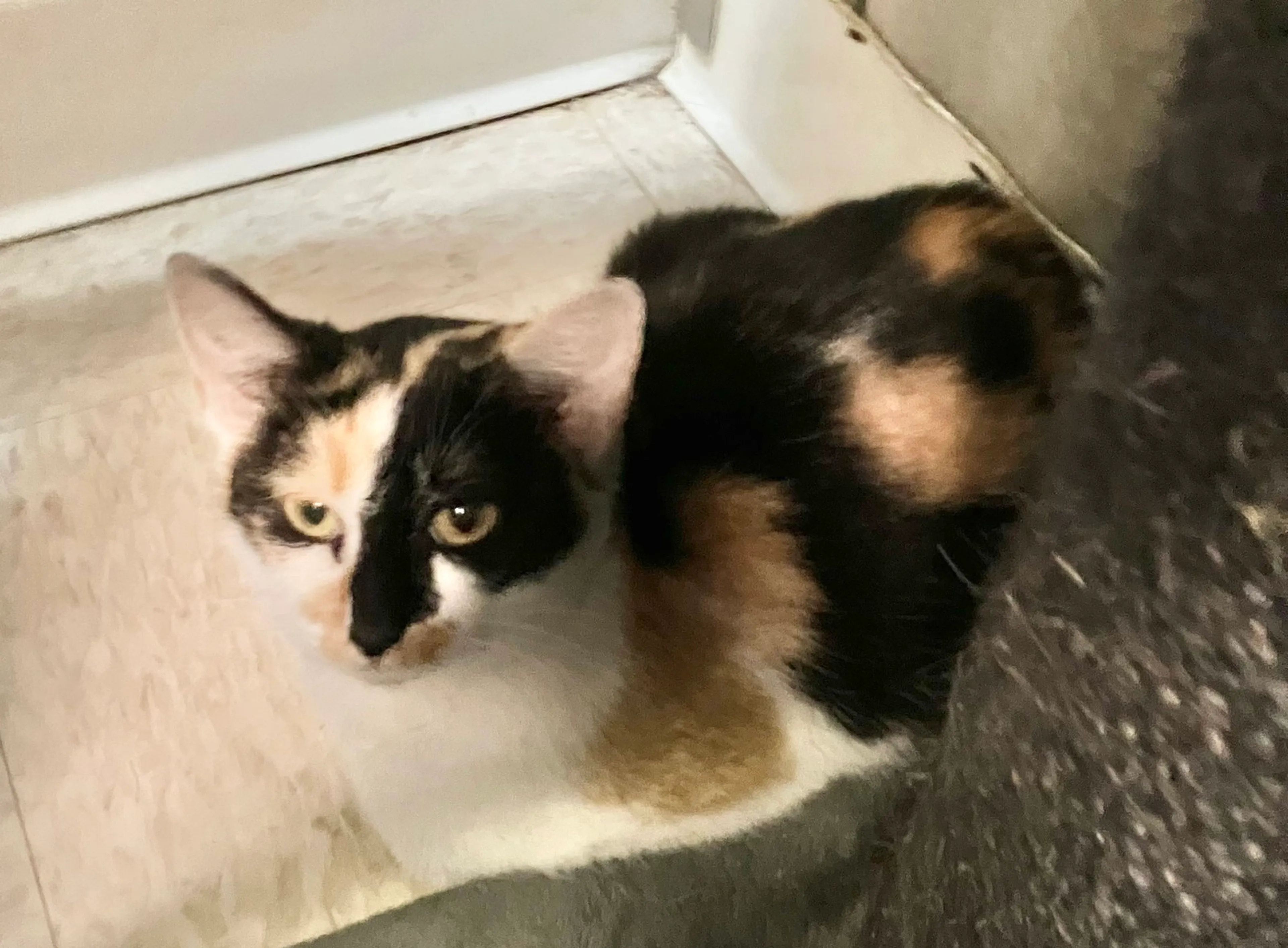 Found pet-6