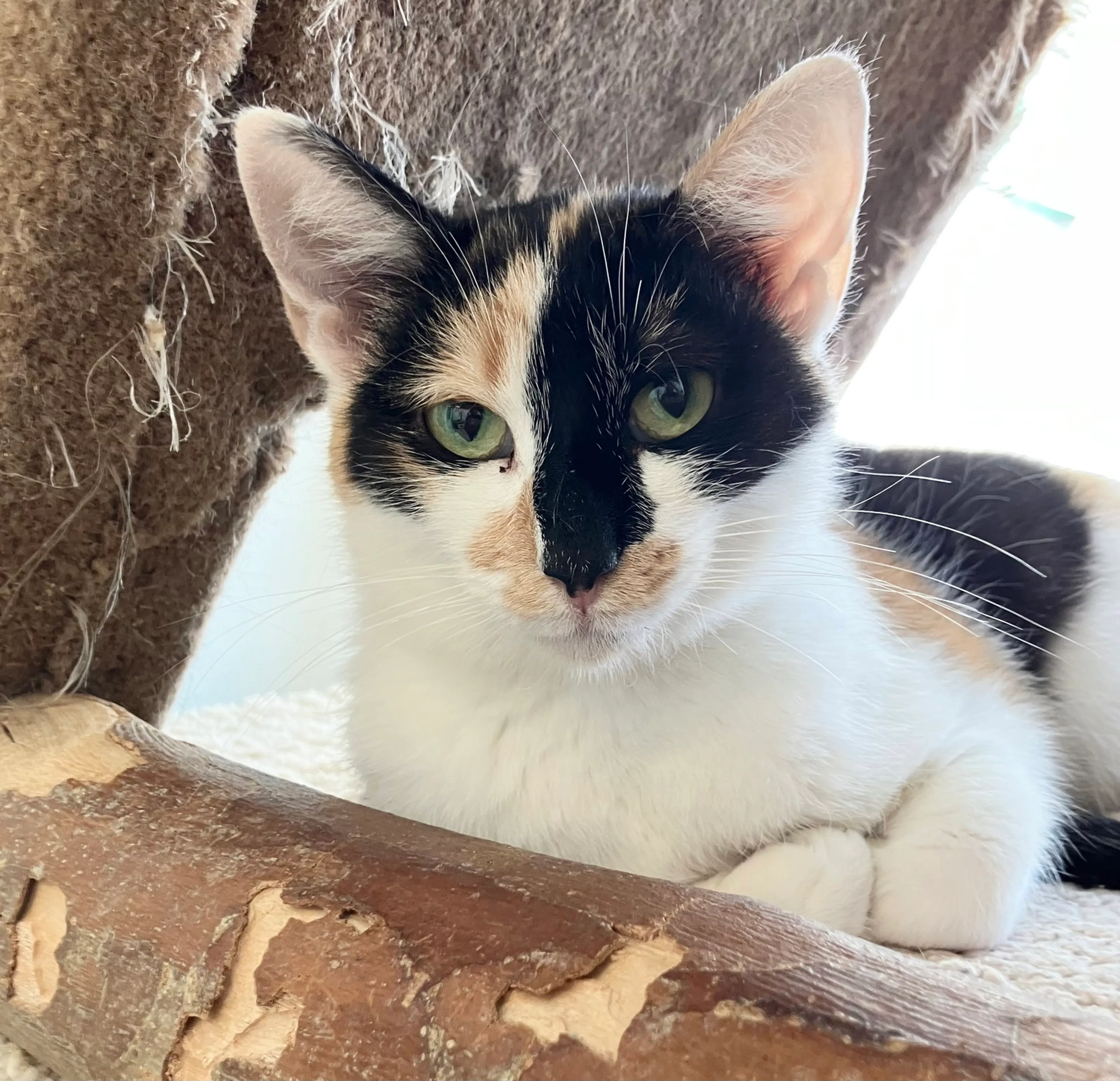 Found pet-1