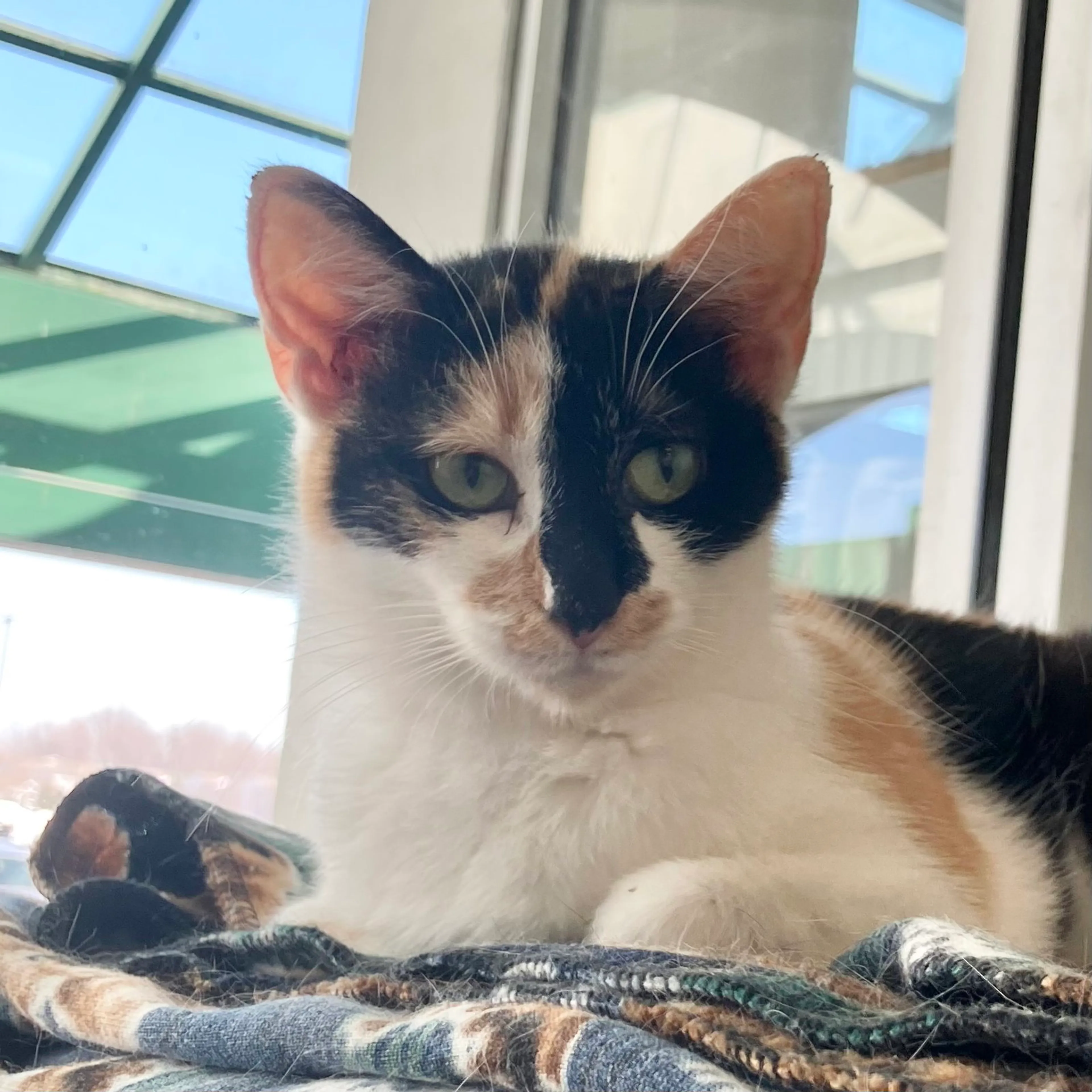 Found pet-5