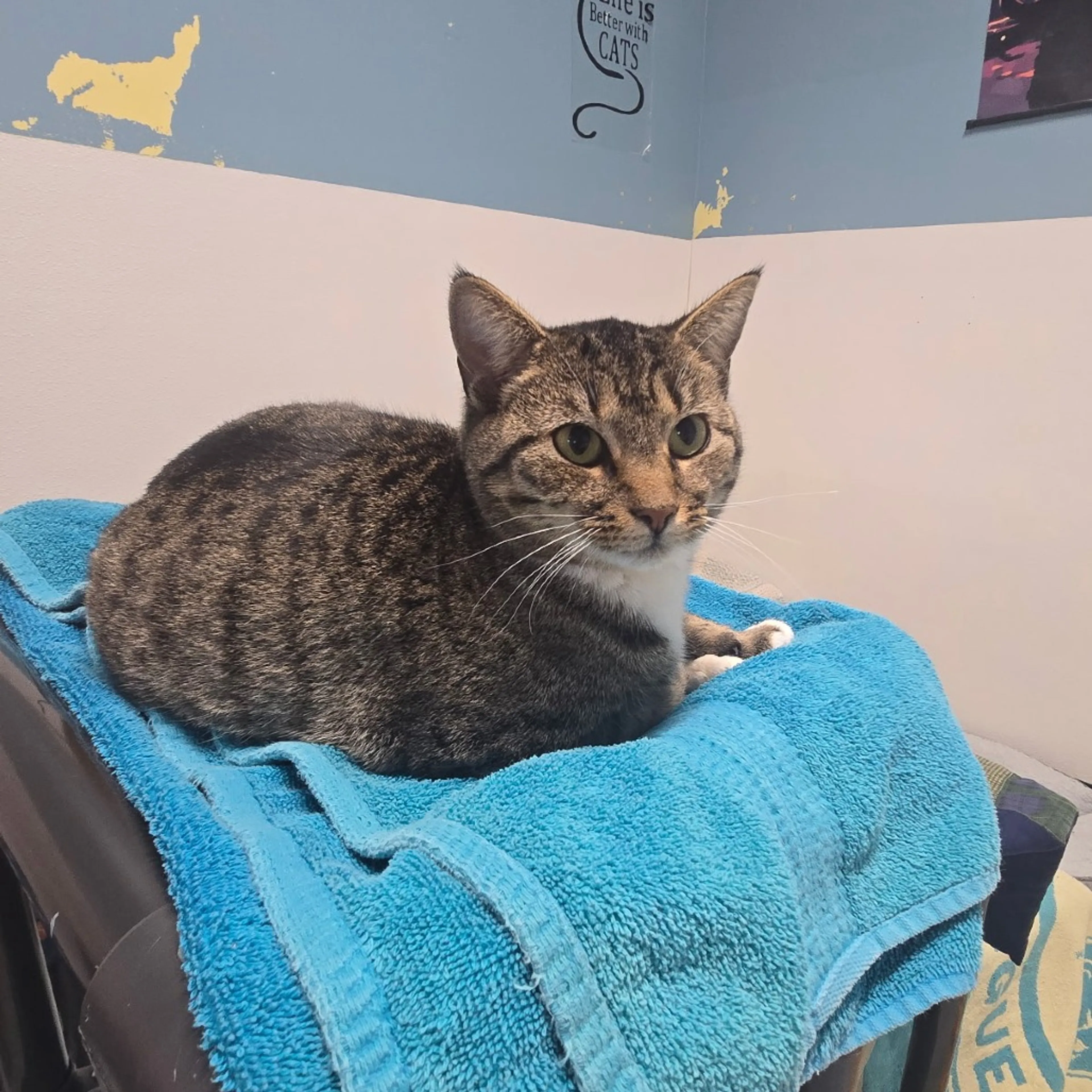 Found pet-2