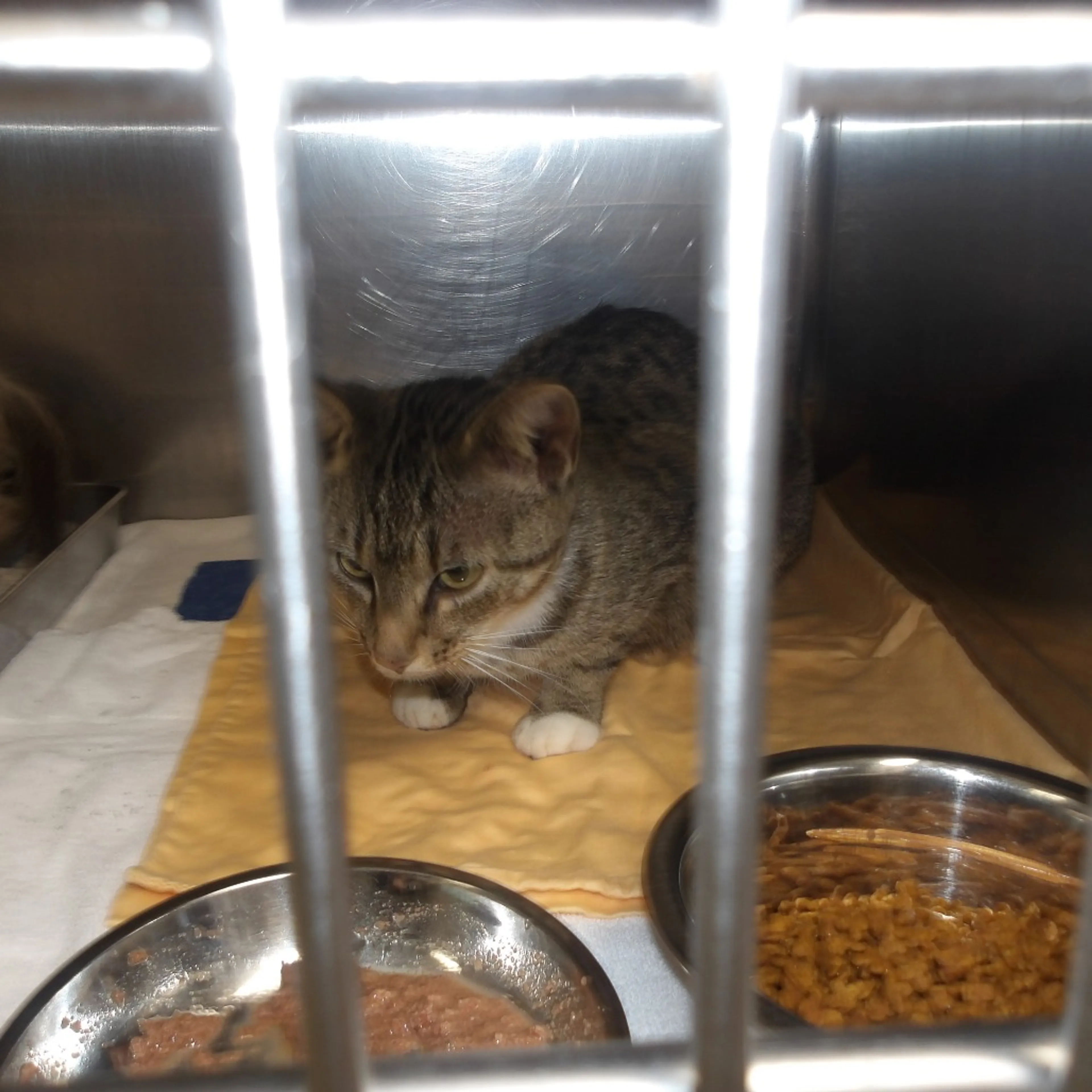 Found pet-1