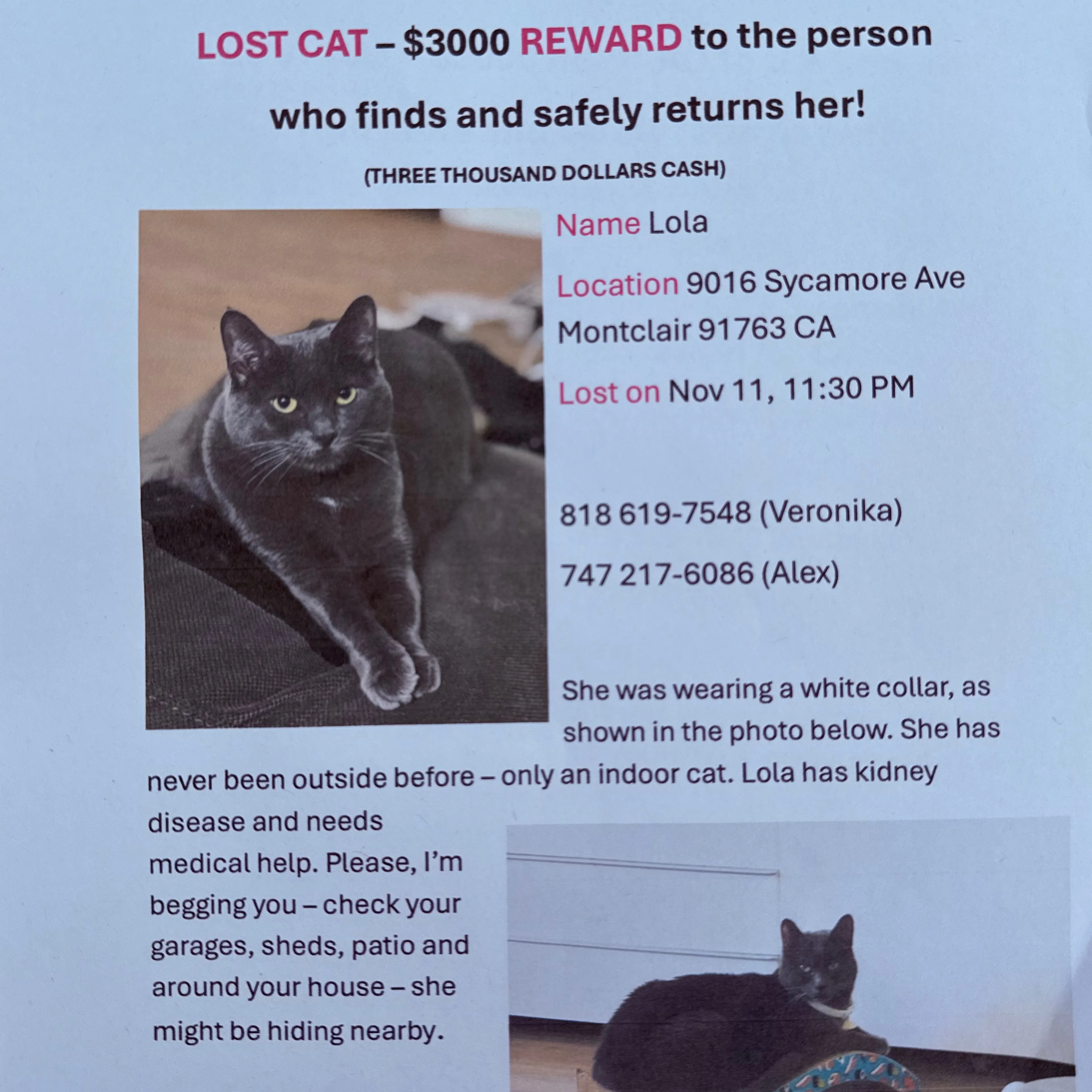 Lost pet-2