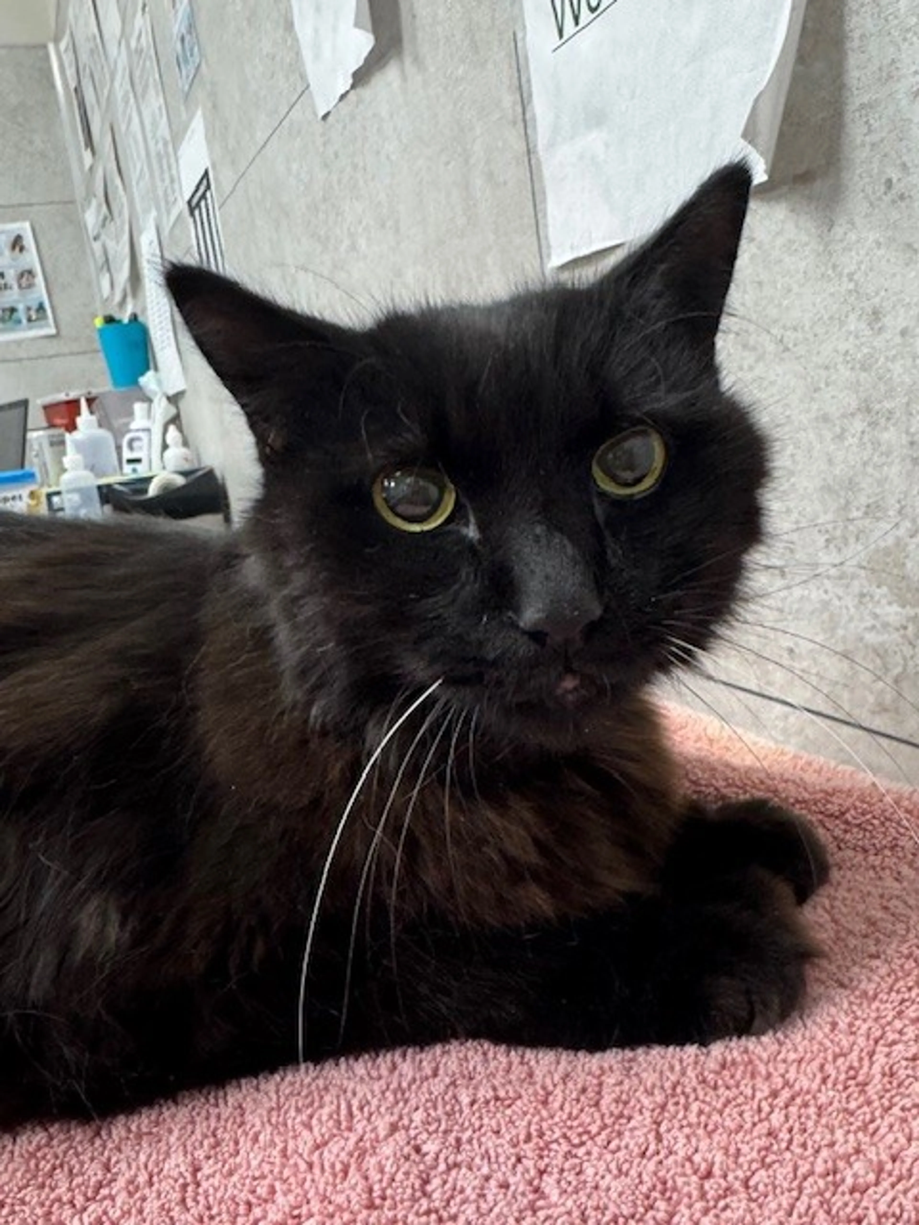 Found pet