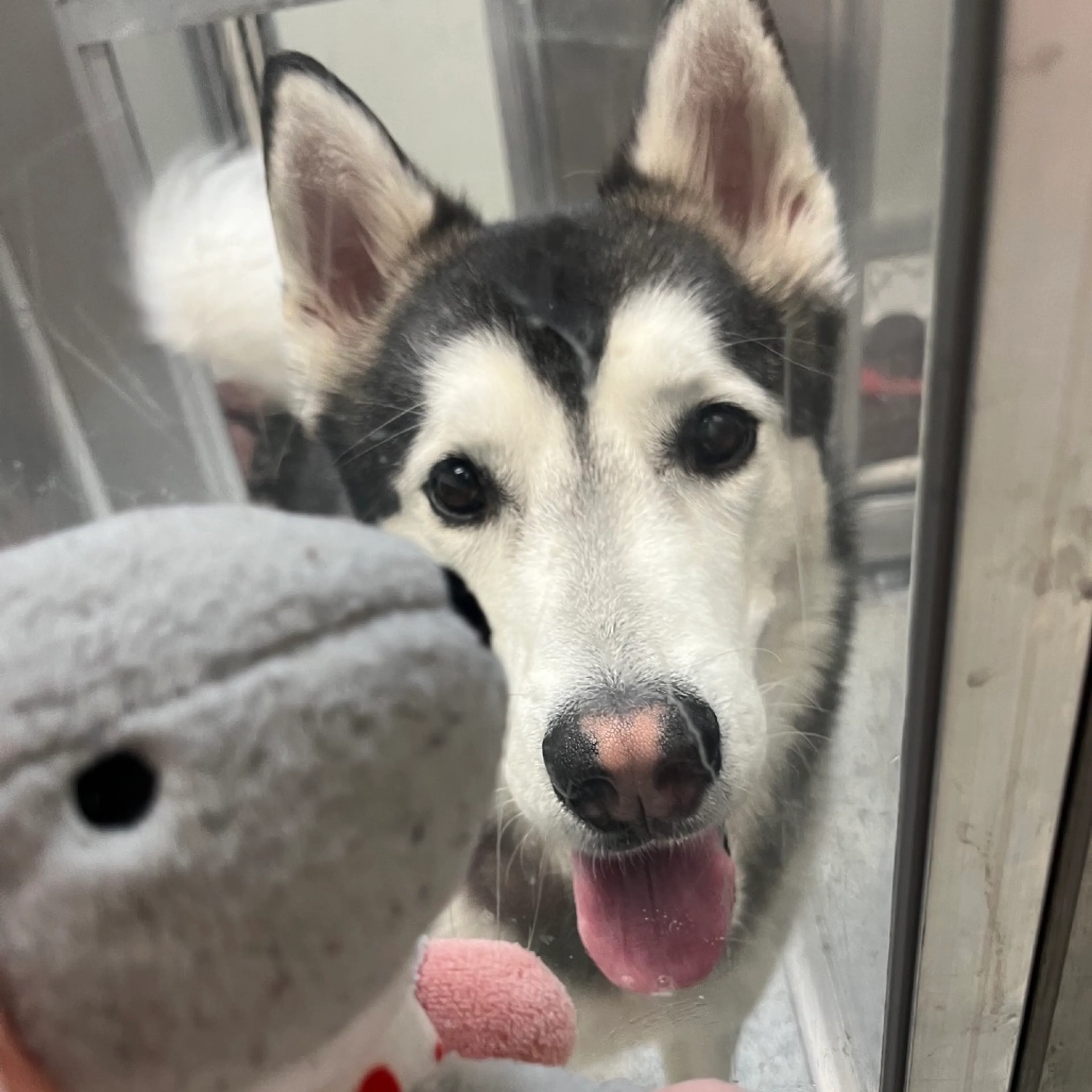 Found pet-5