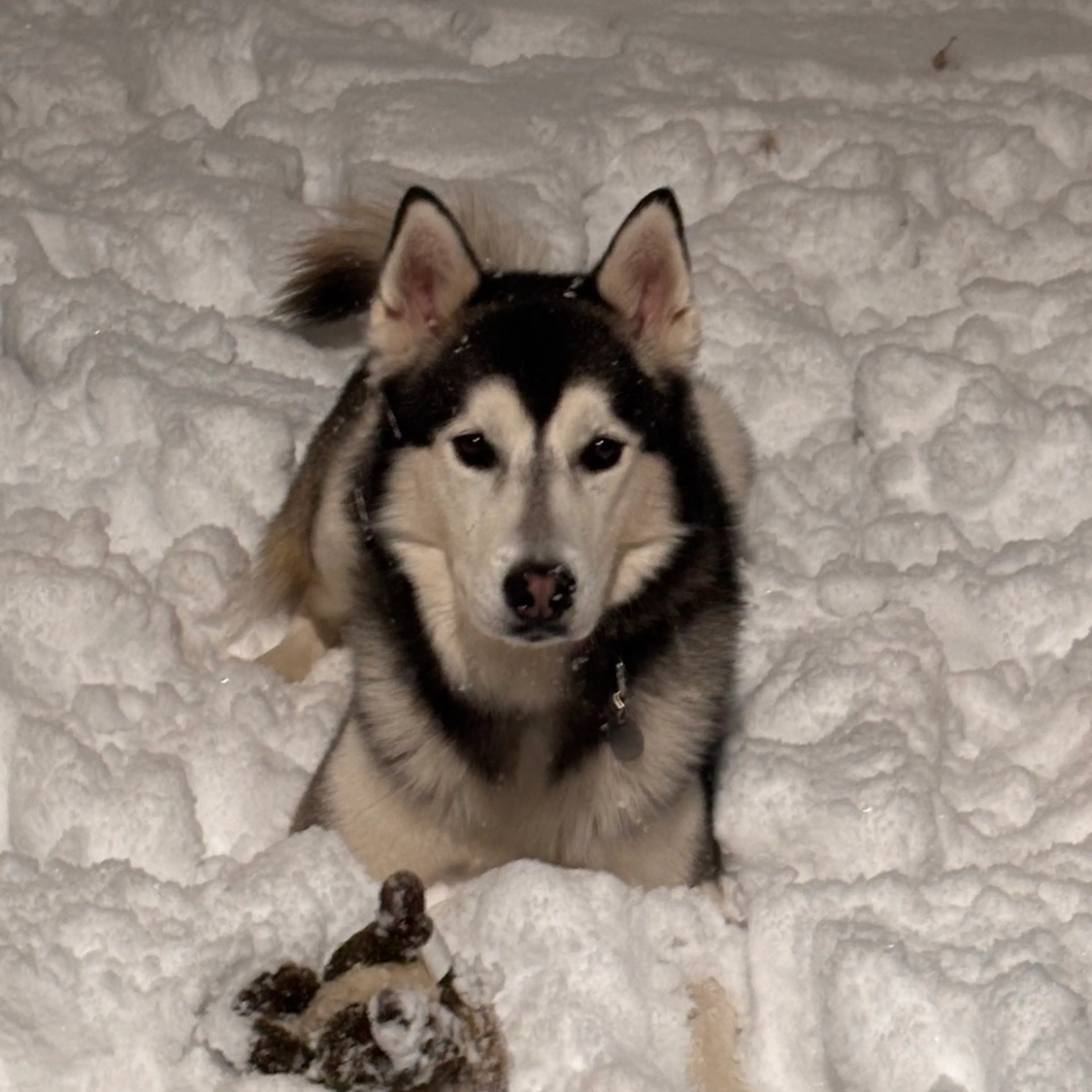 Found pet-4