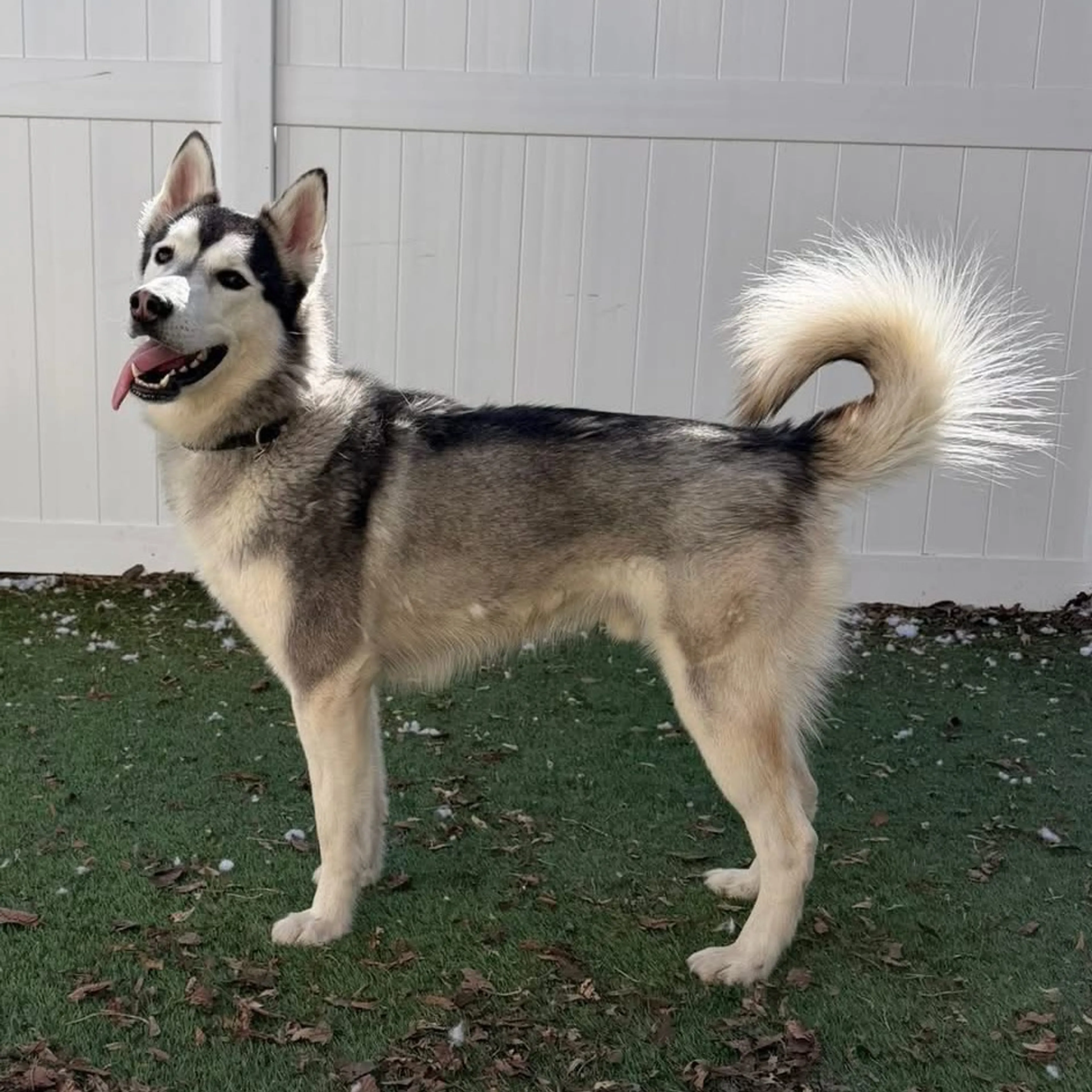 Found pet-3
