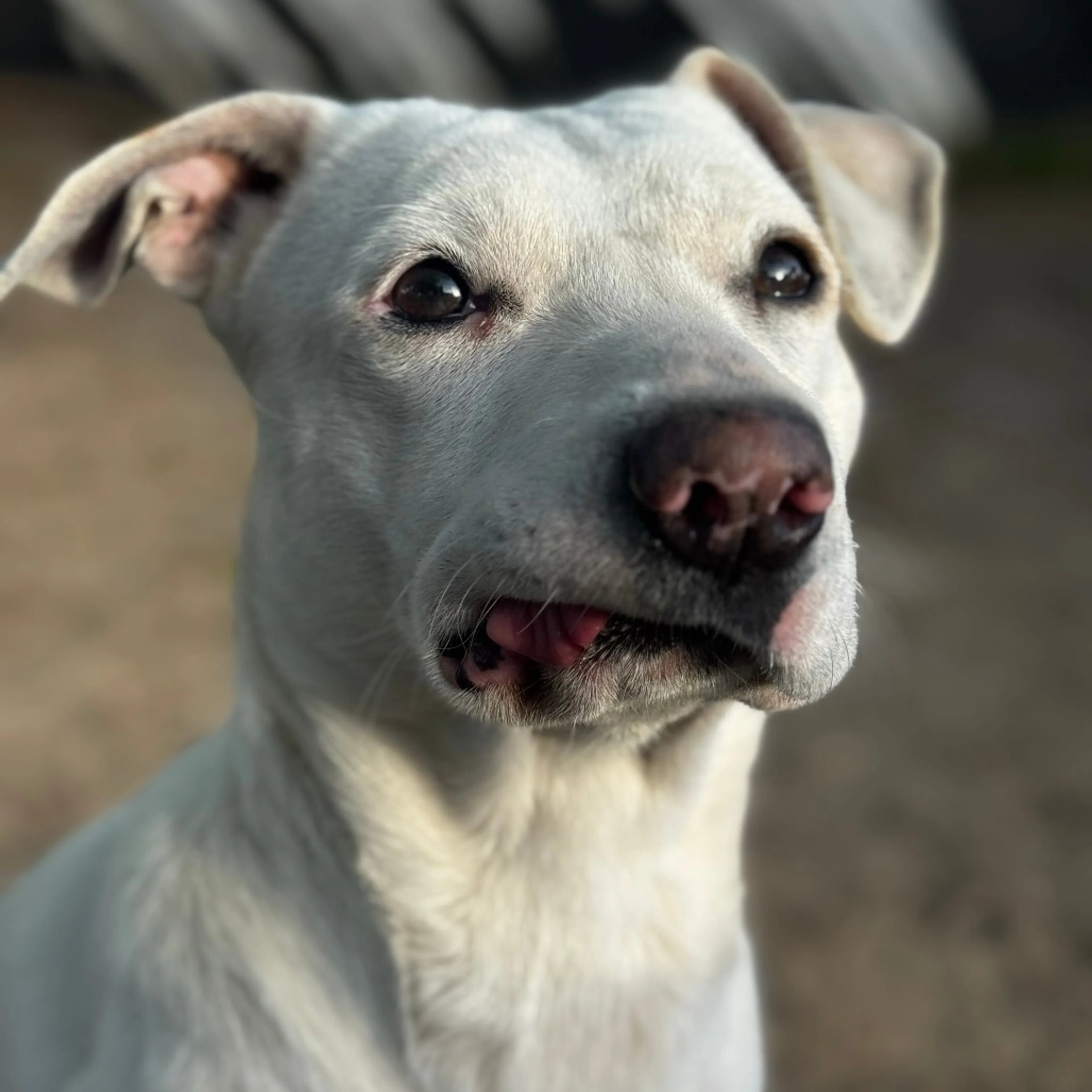 Found pet-4