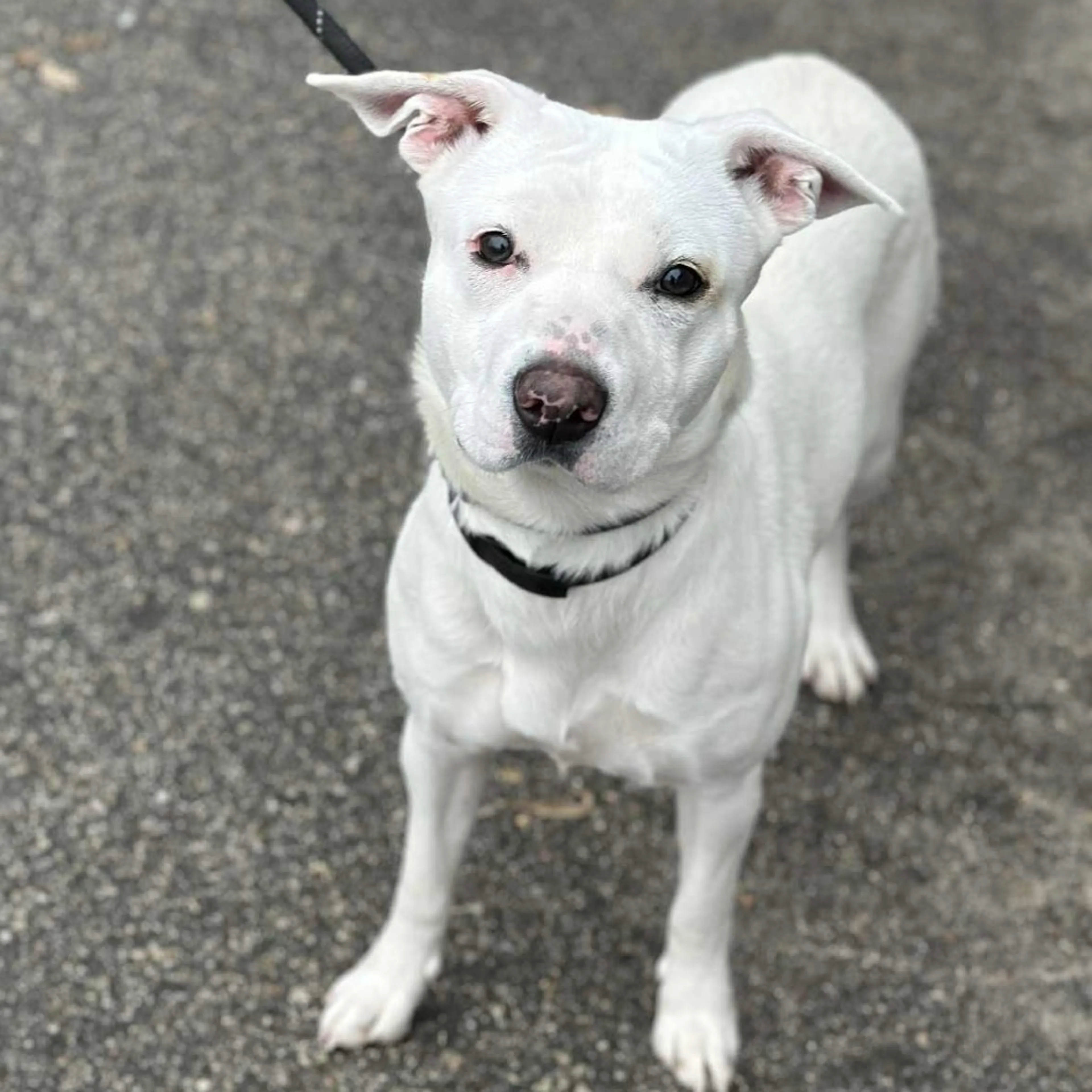 Found pet-3