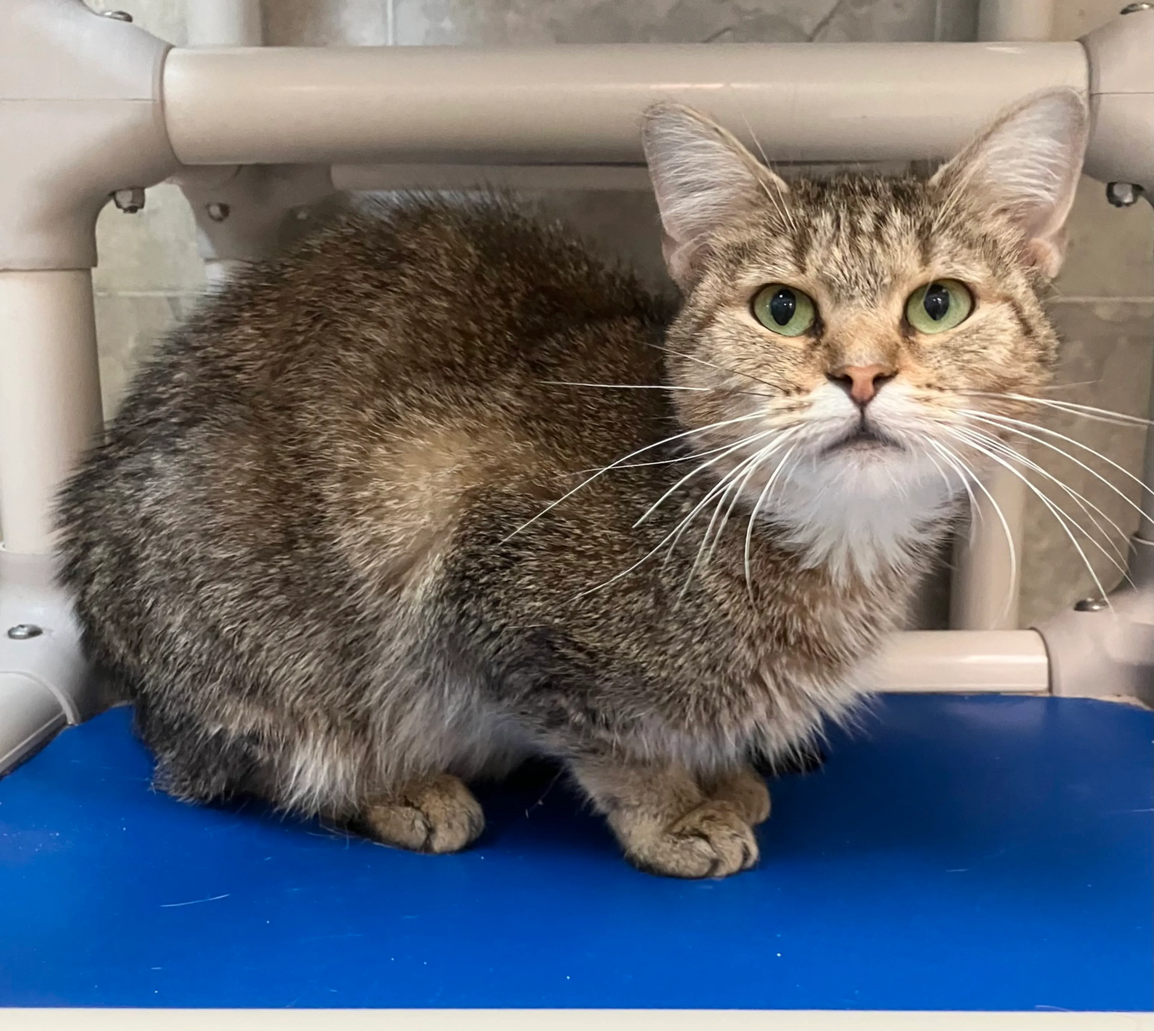 Found pet-10