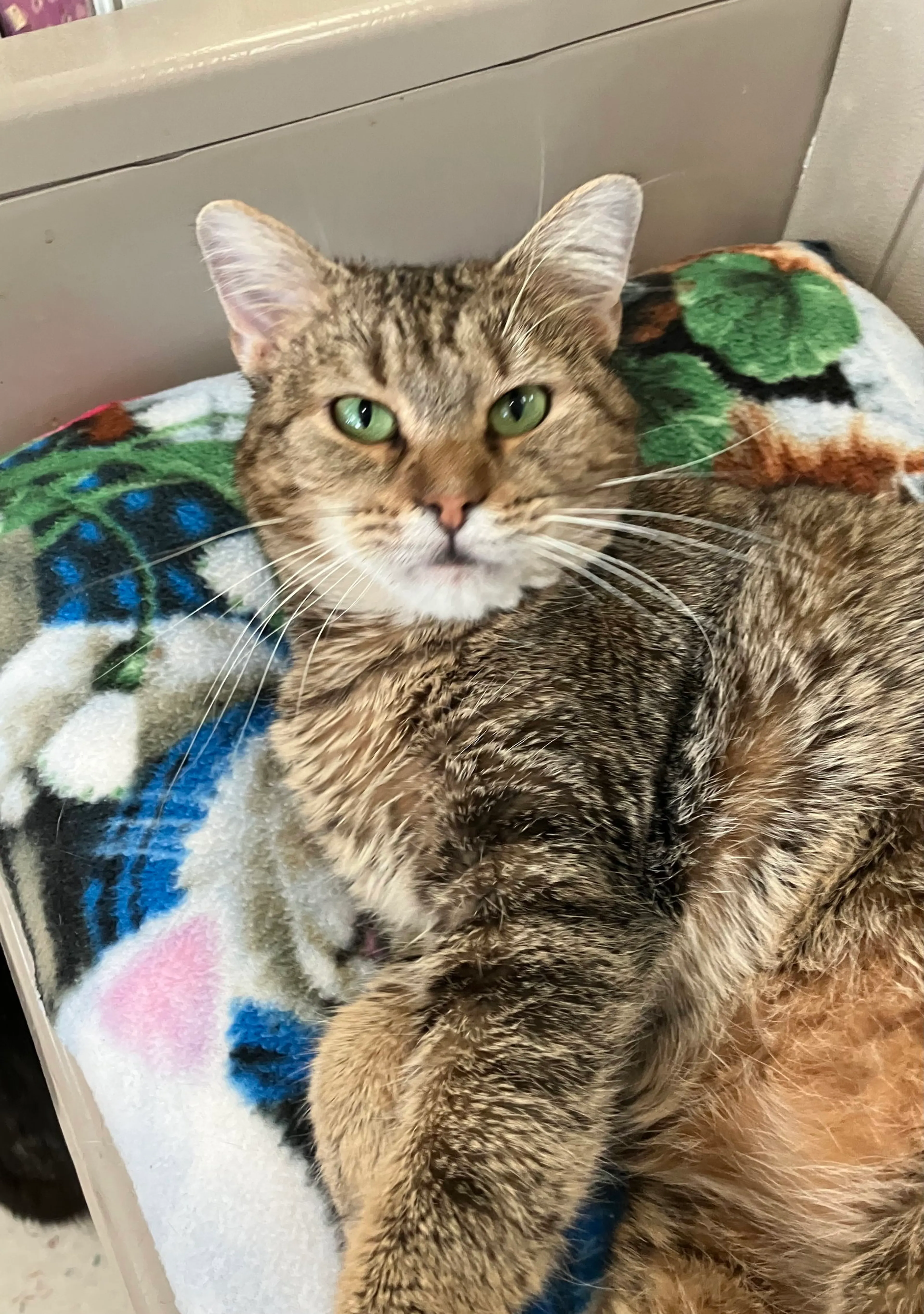 Found pet-4