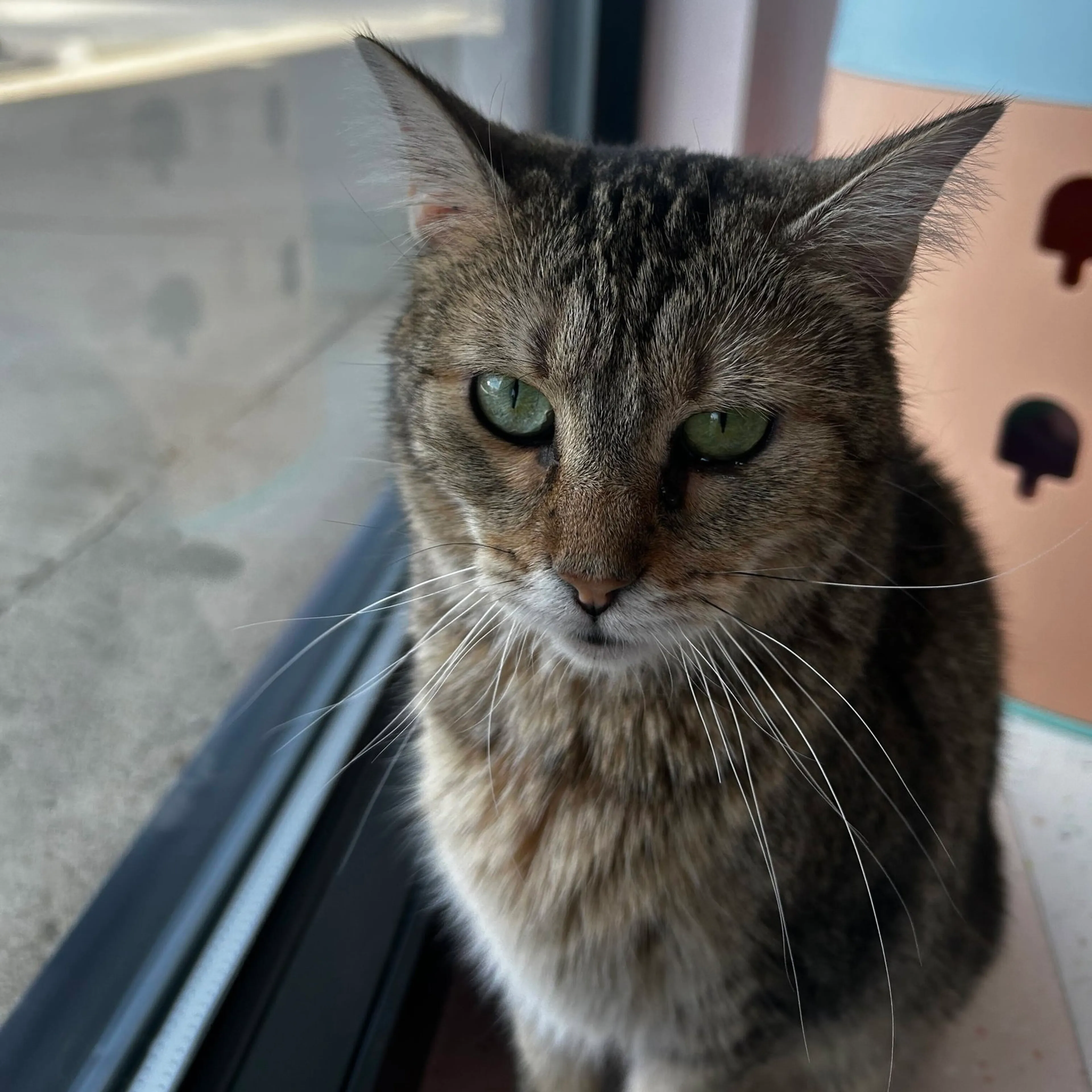 Found pet-5