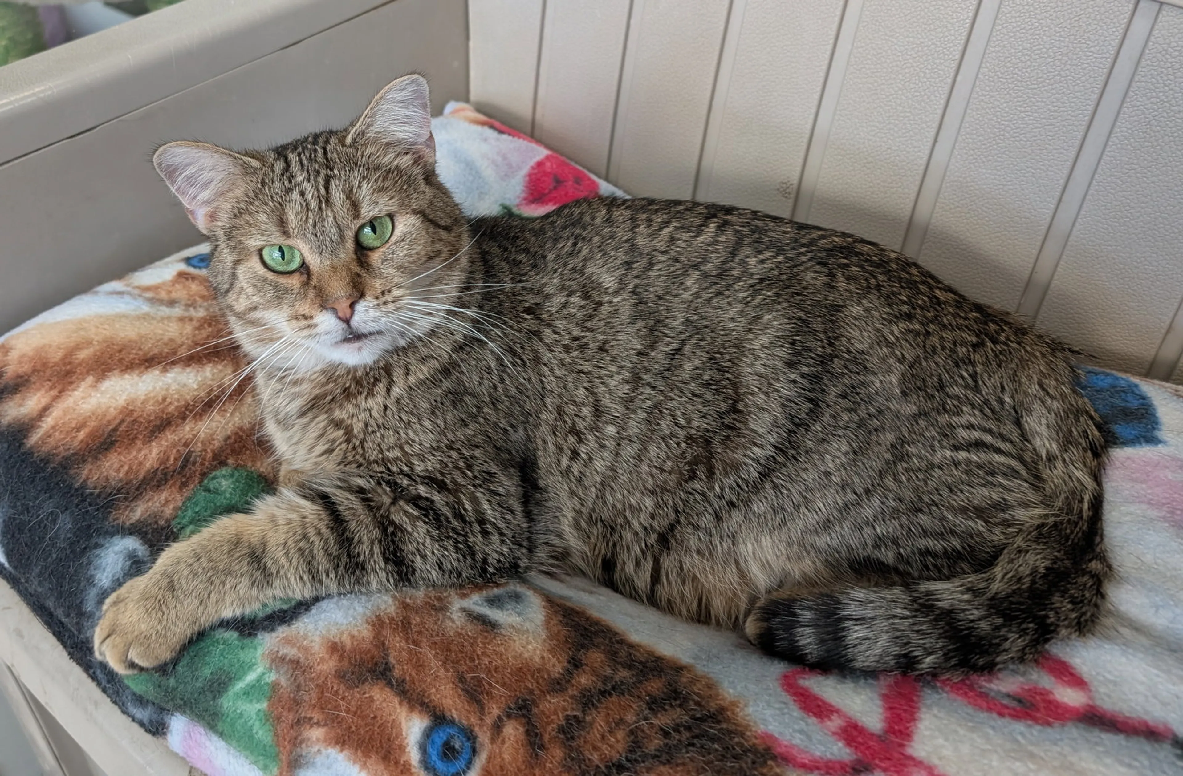Found pet-8