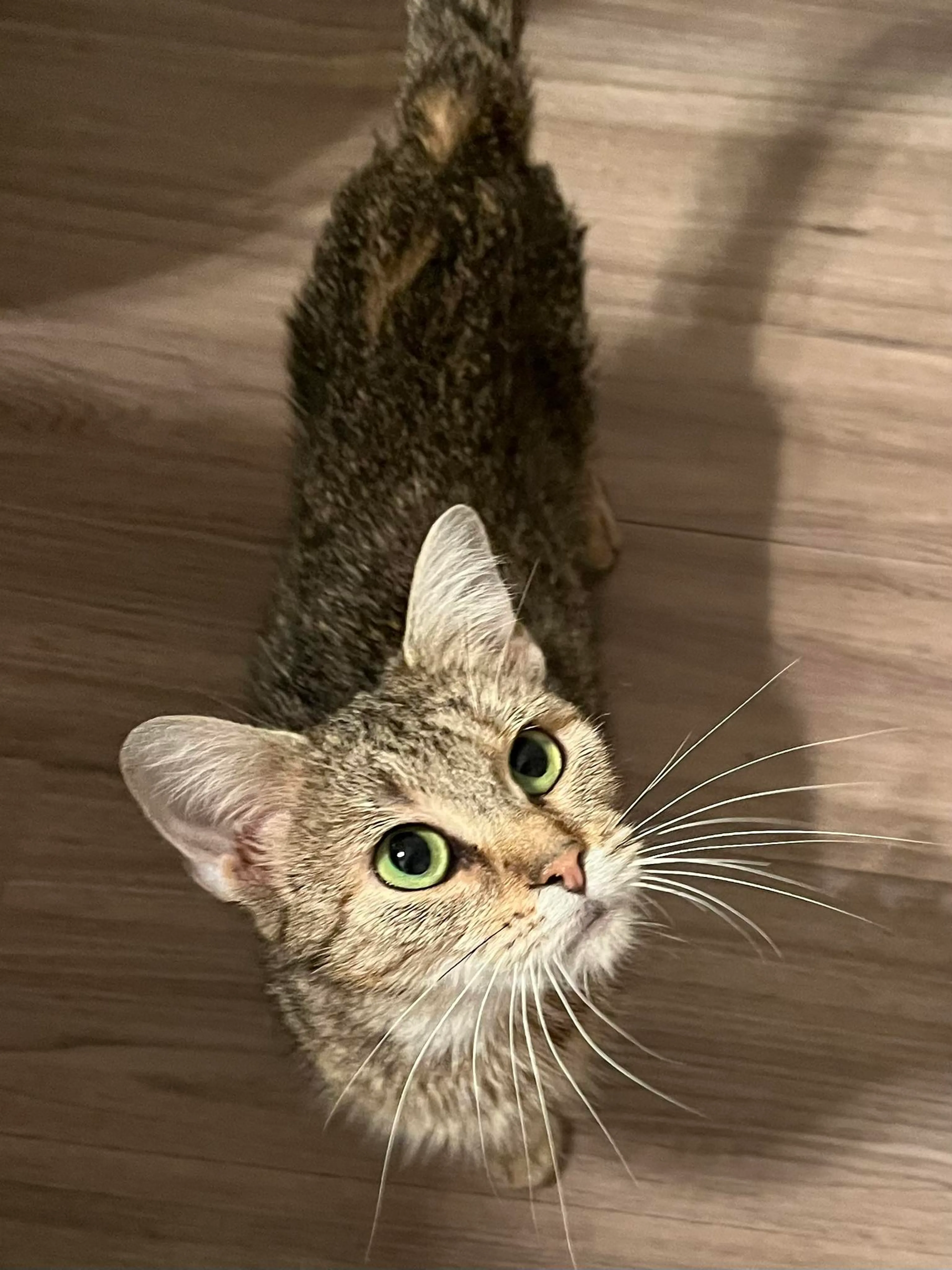 Found pet-7