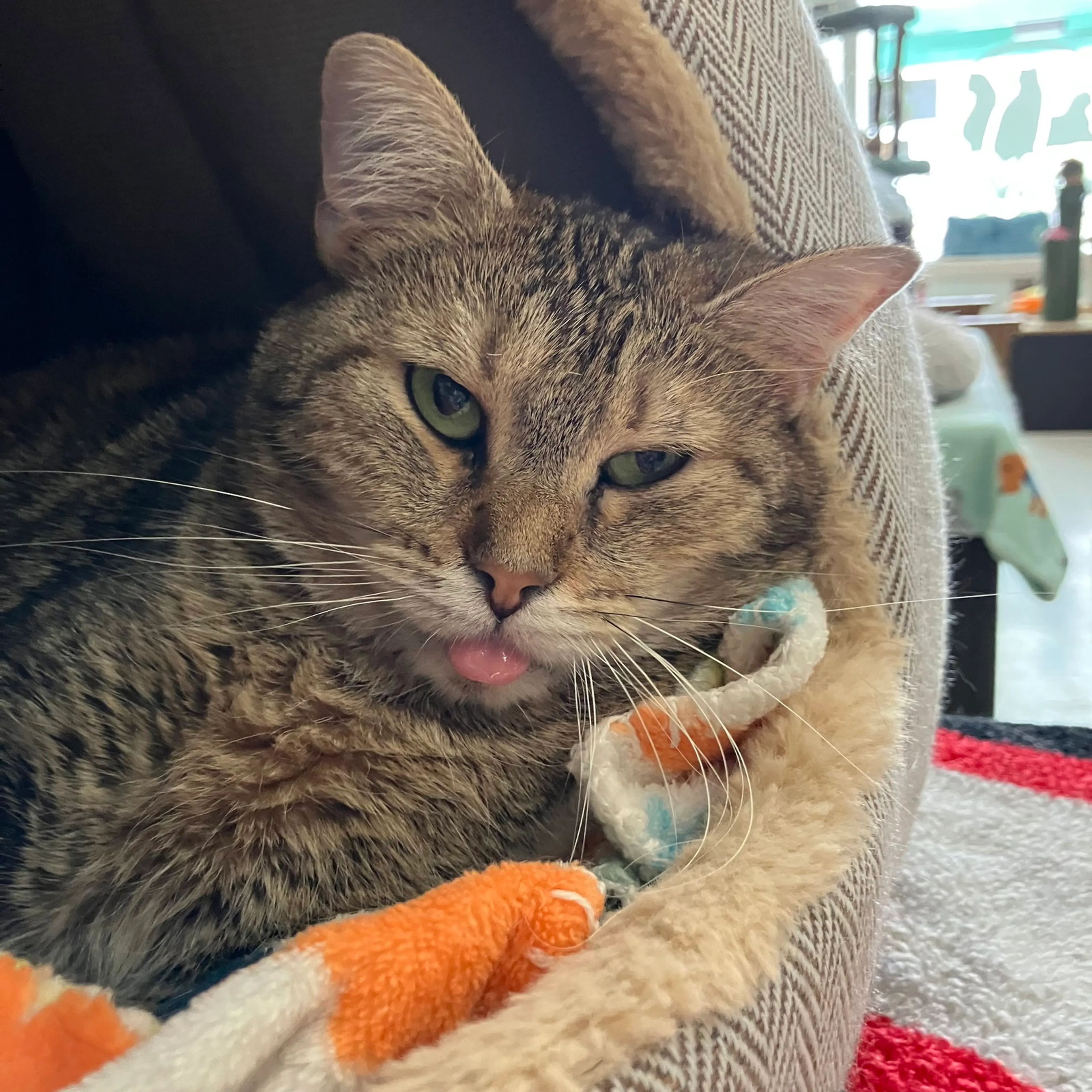Found pet-9