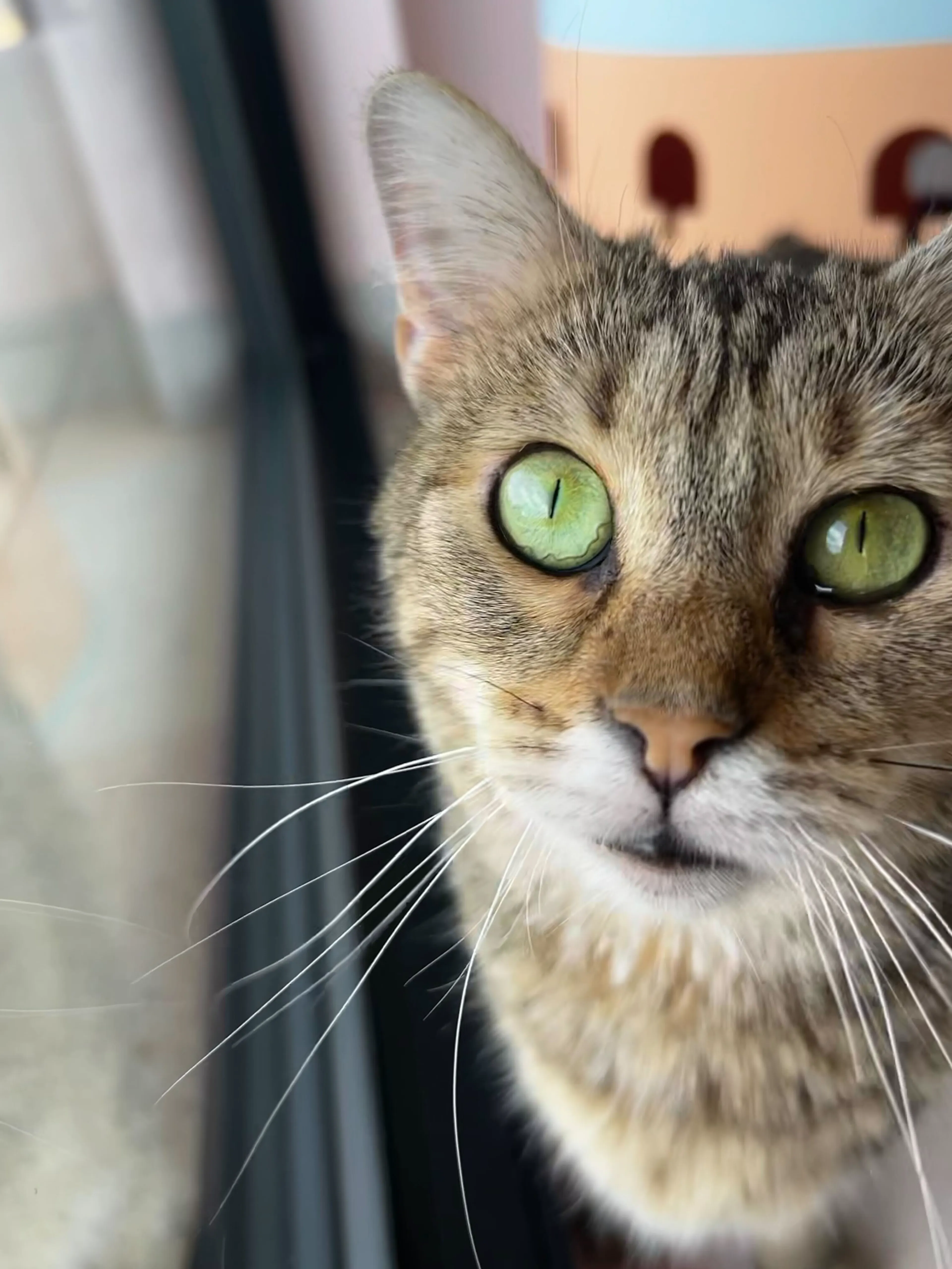 Found pet-1