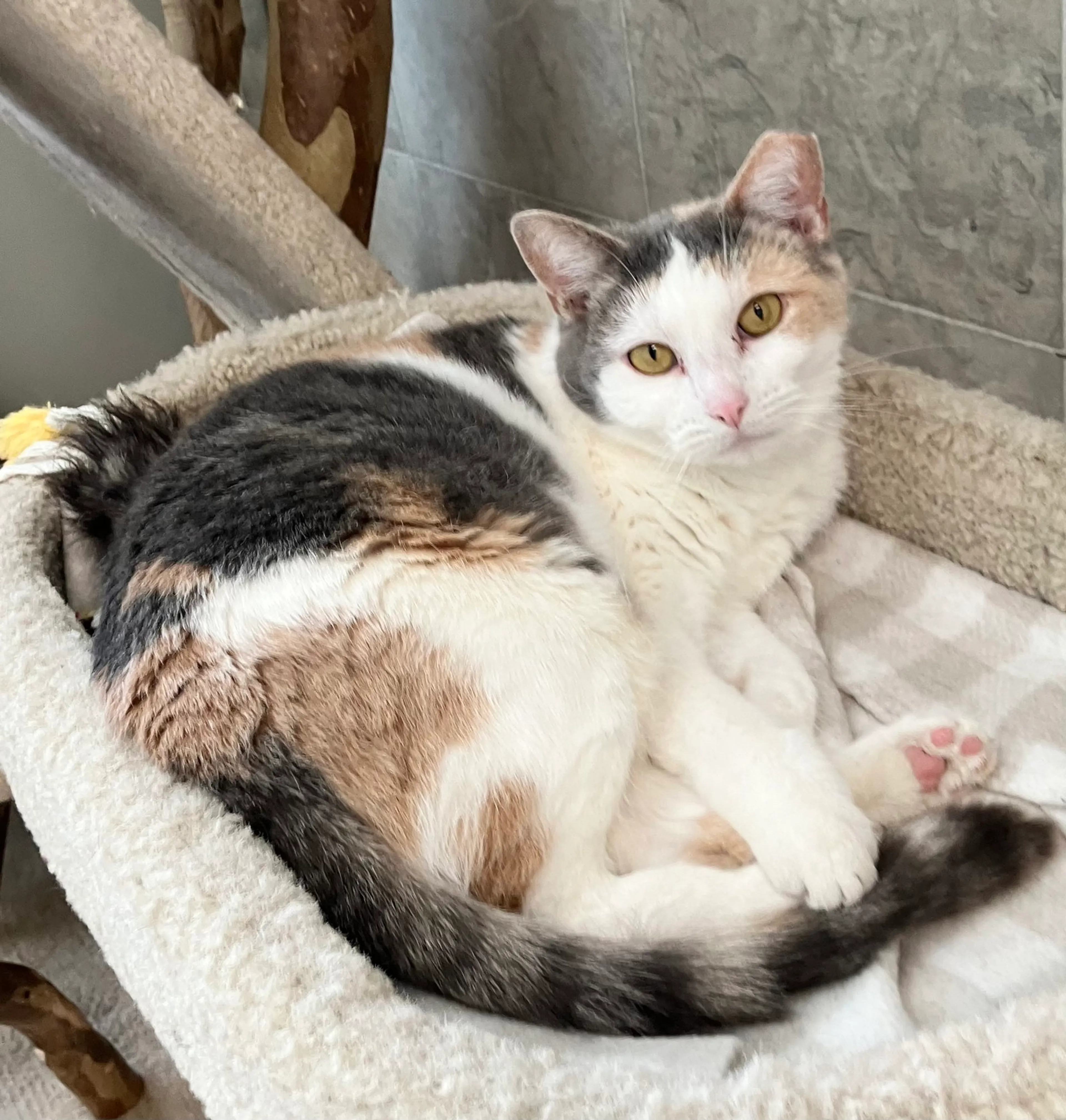 Found pet-2