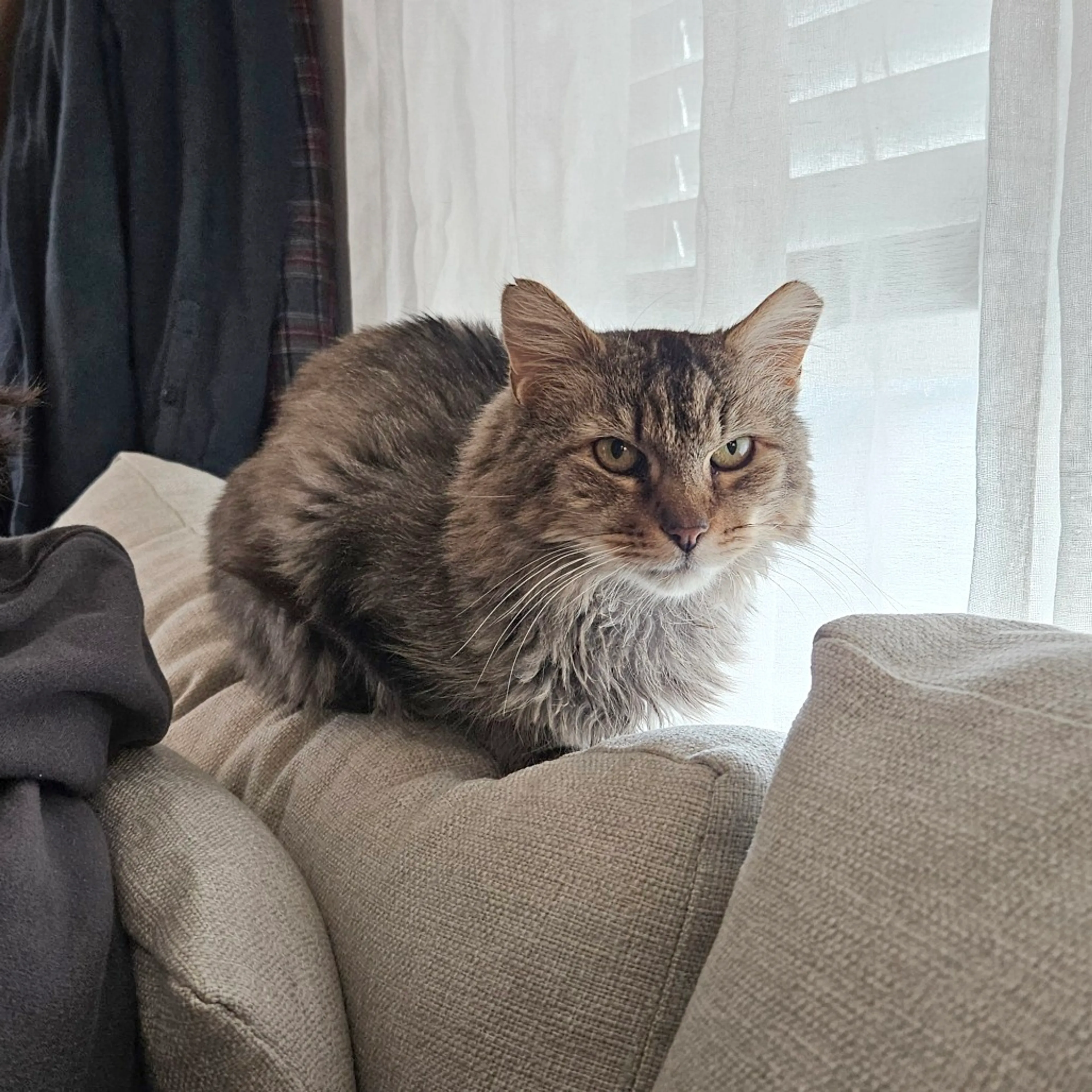 Found pet-8