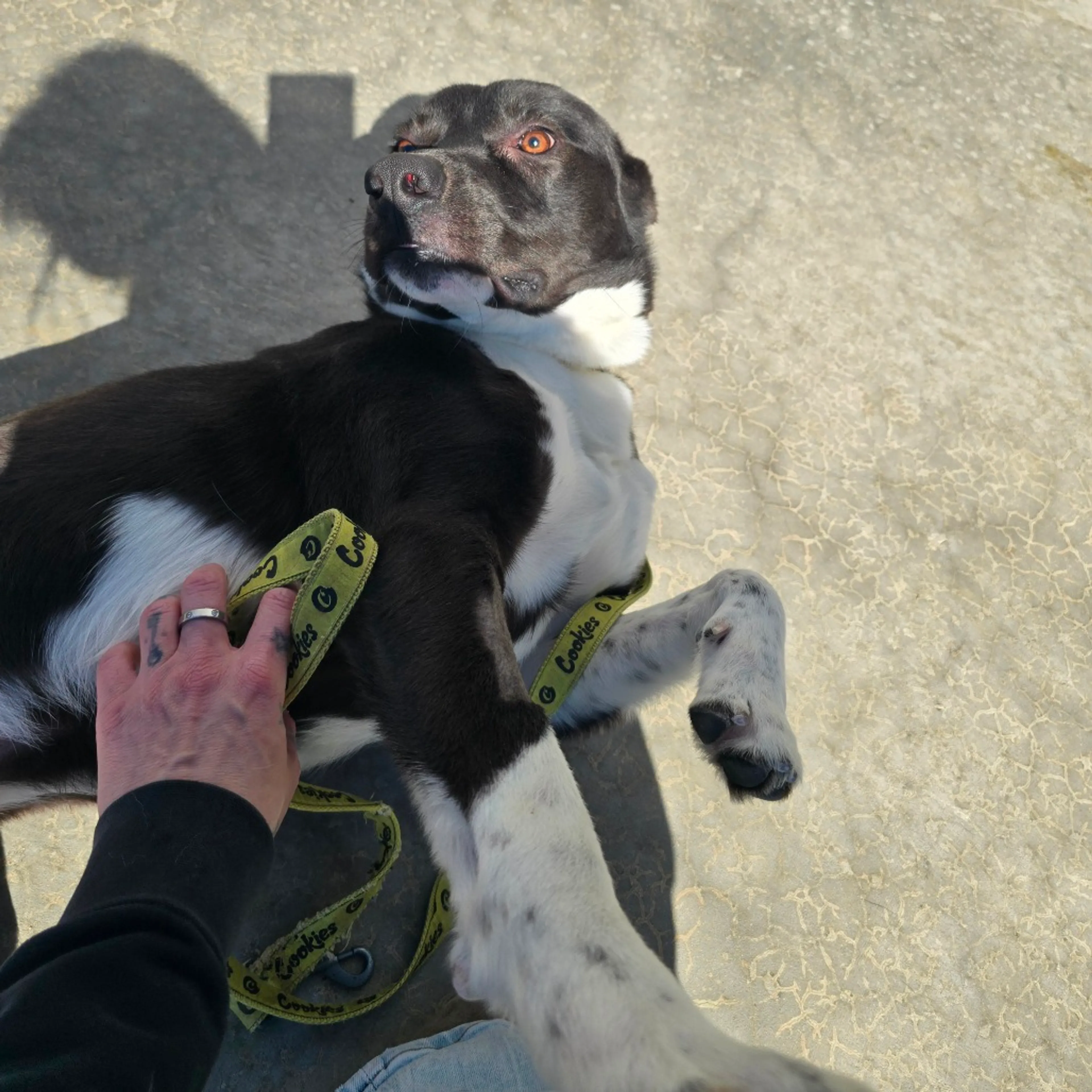 Found pet-2