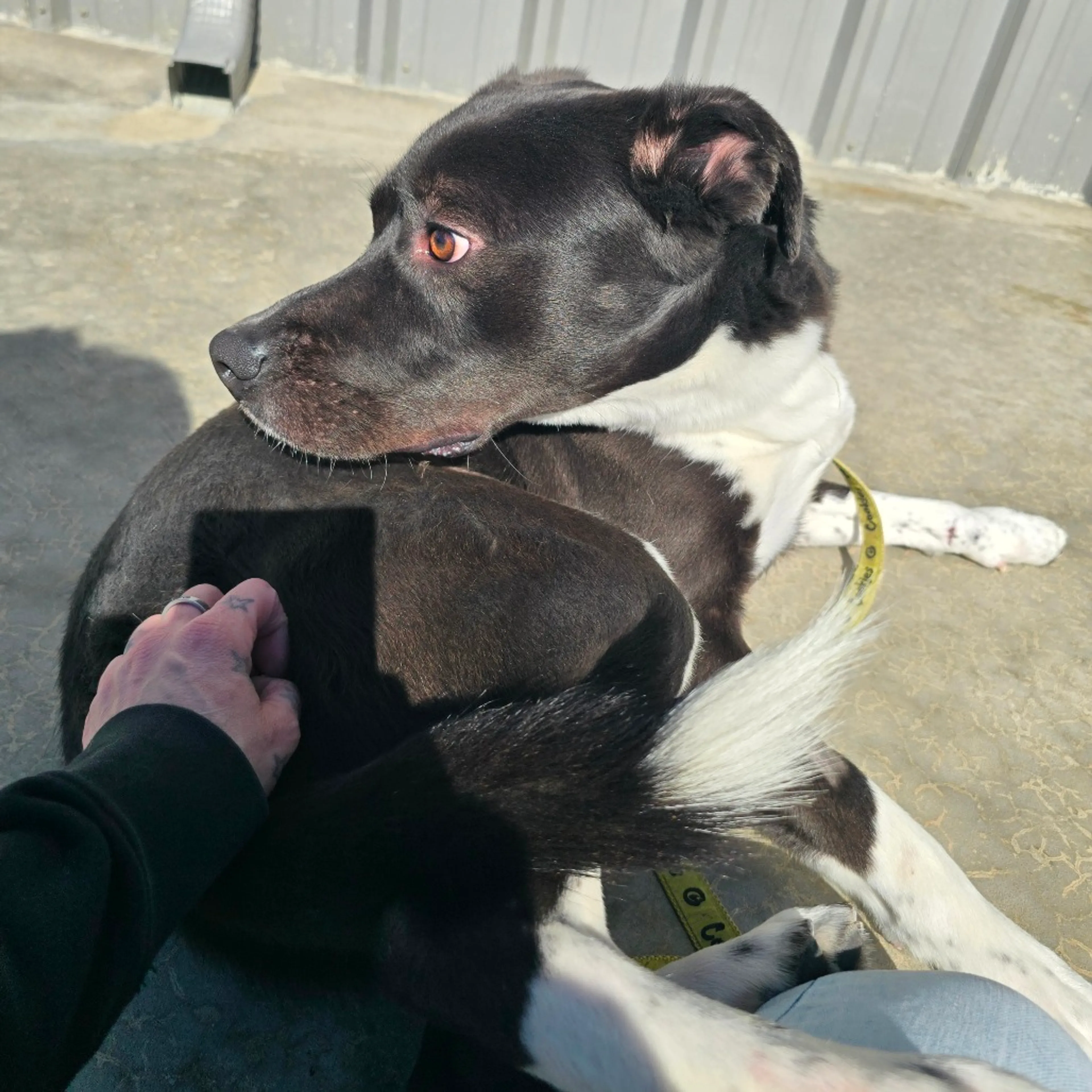 Found pet-4