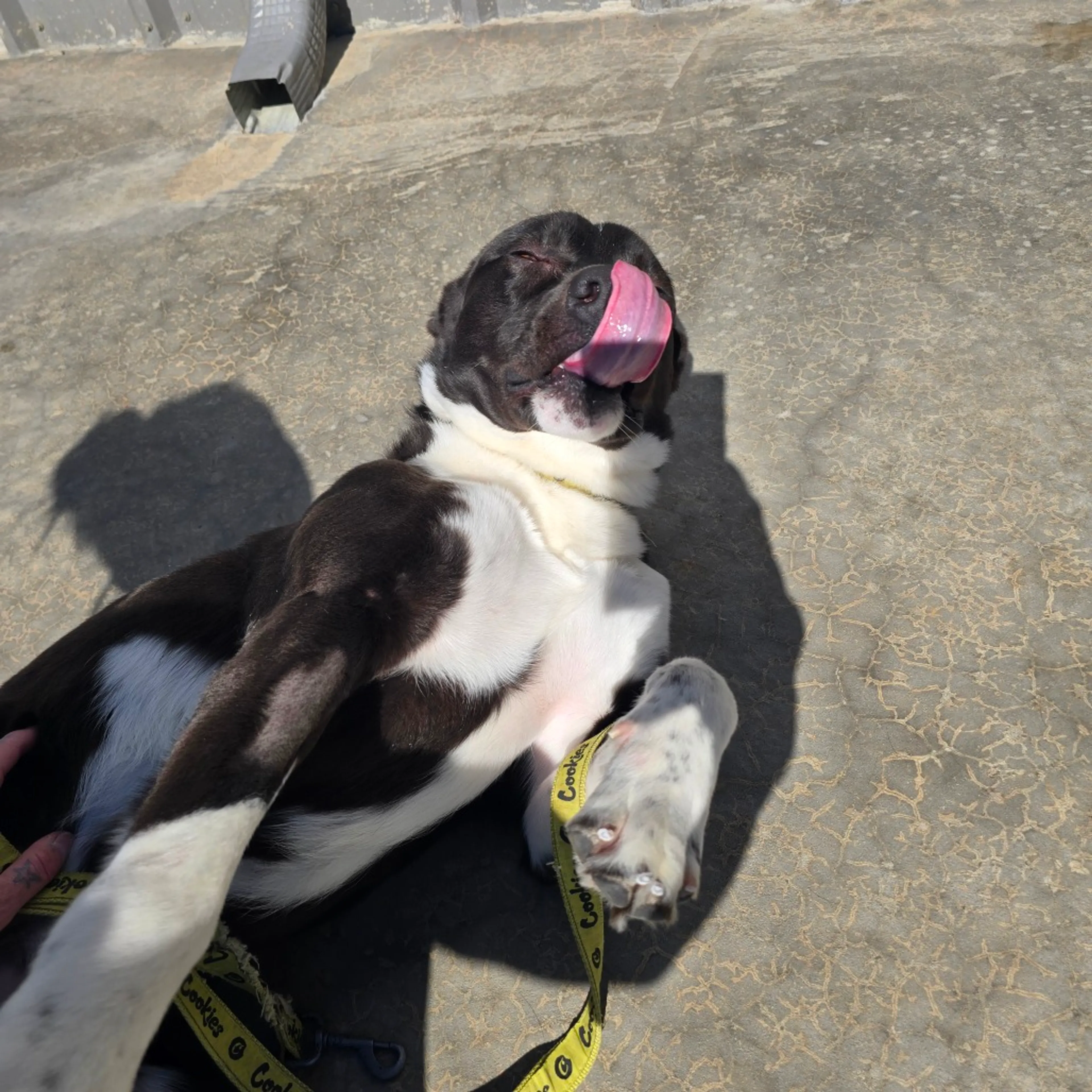 Found pet-3