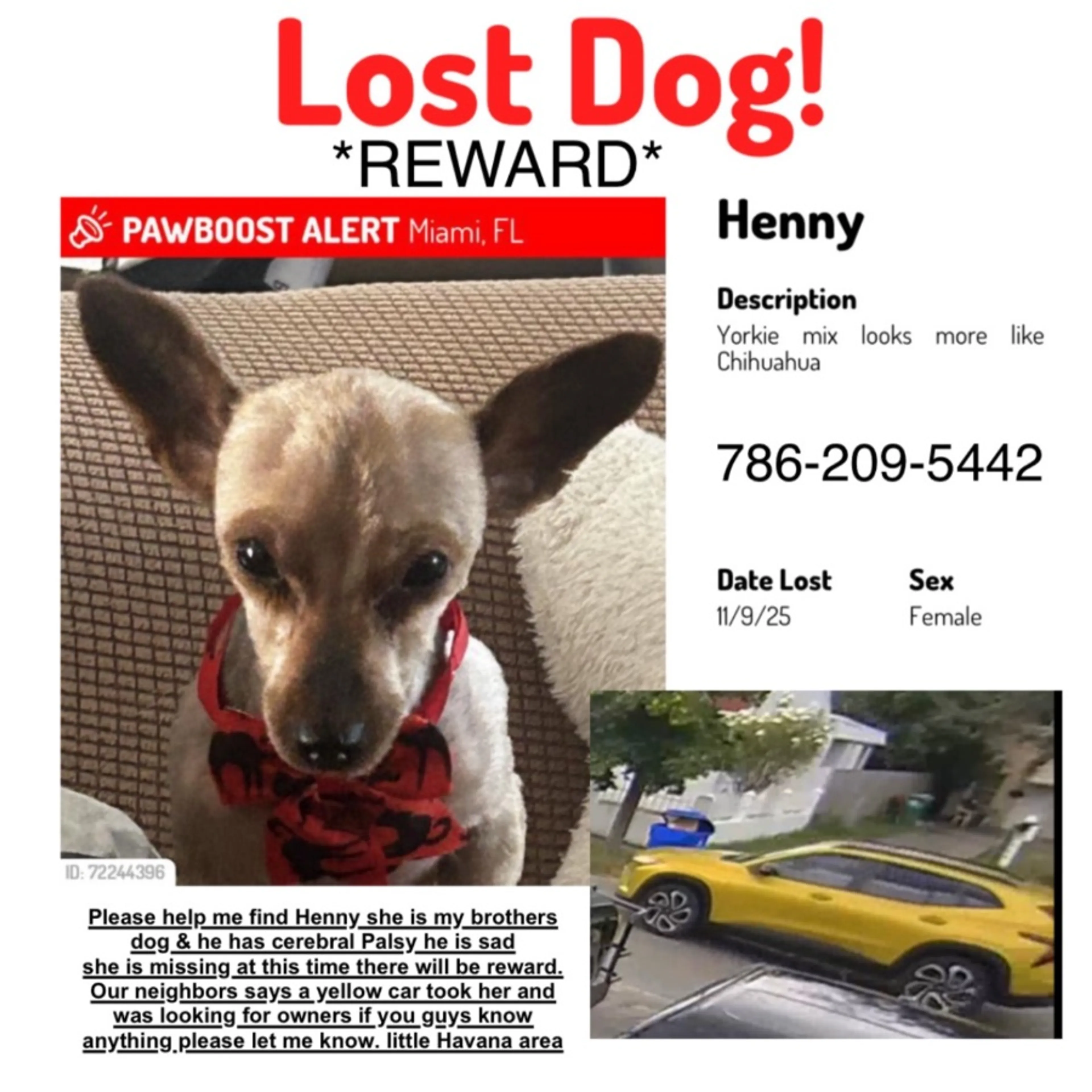 Lost pet