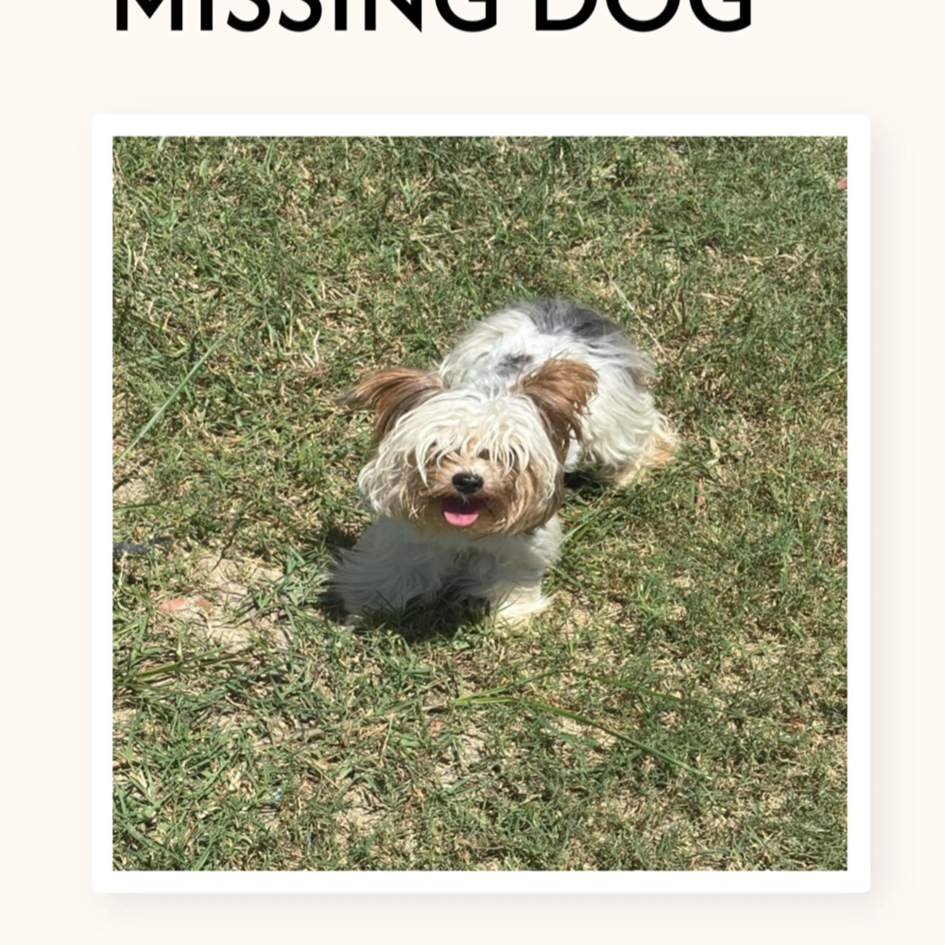 Lost pet