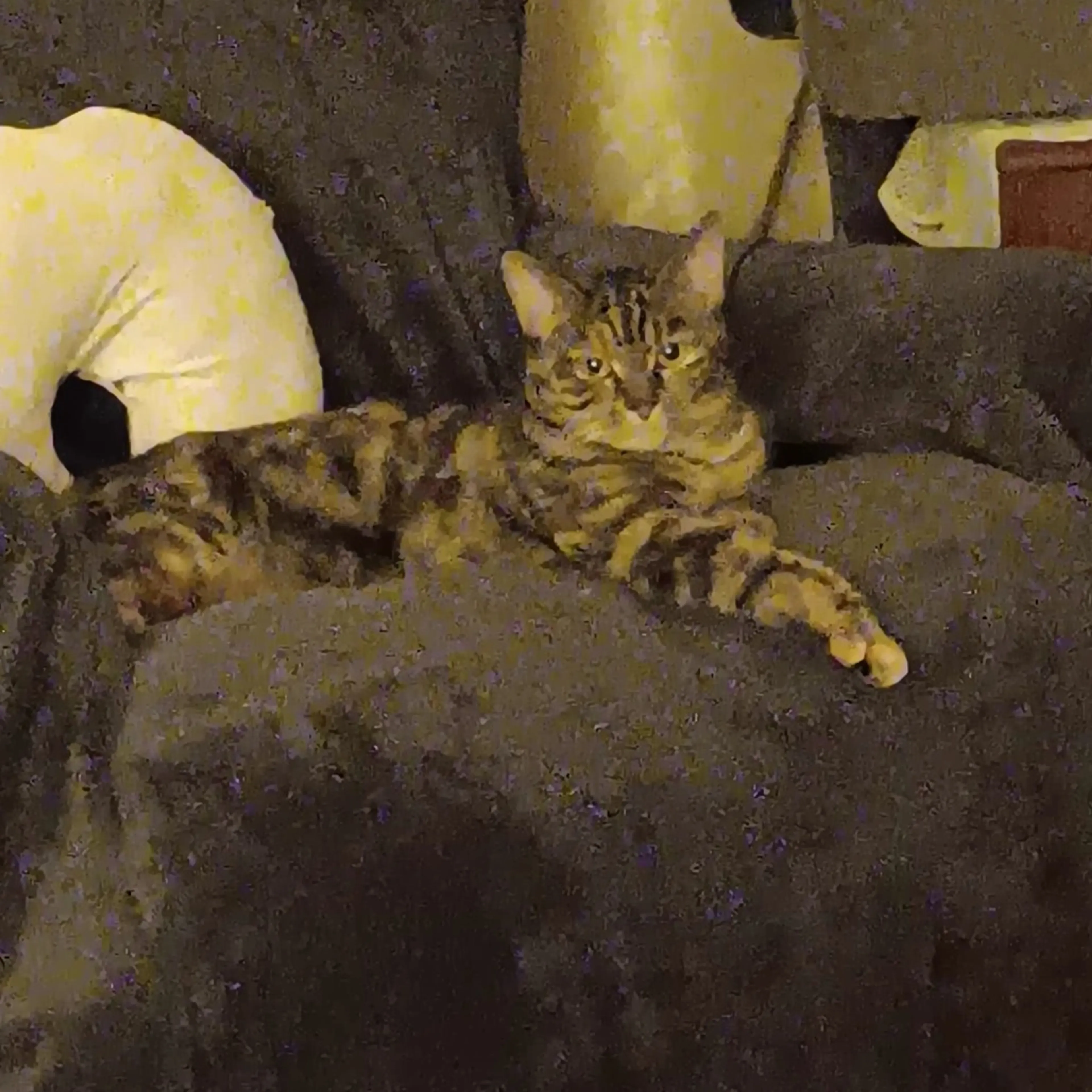 Found pet-1