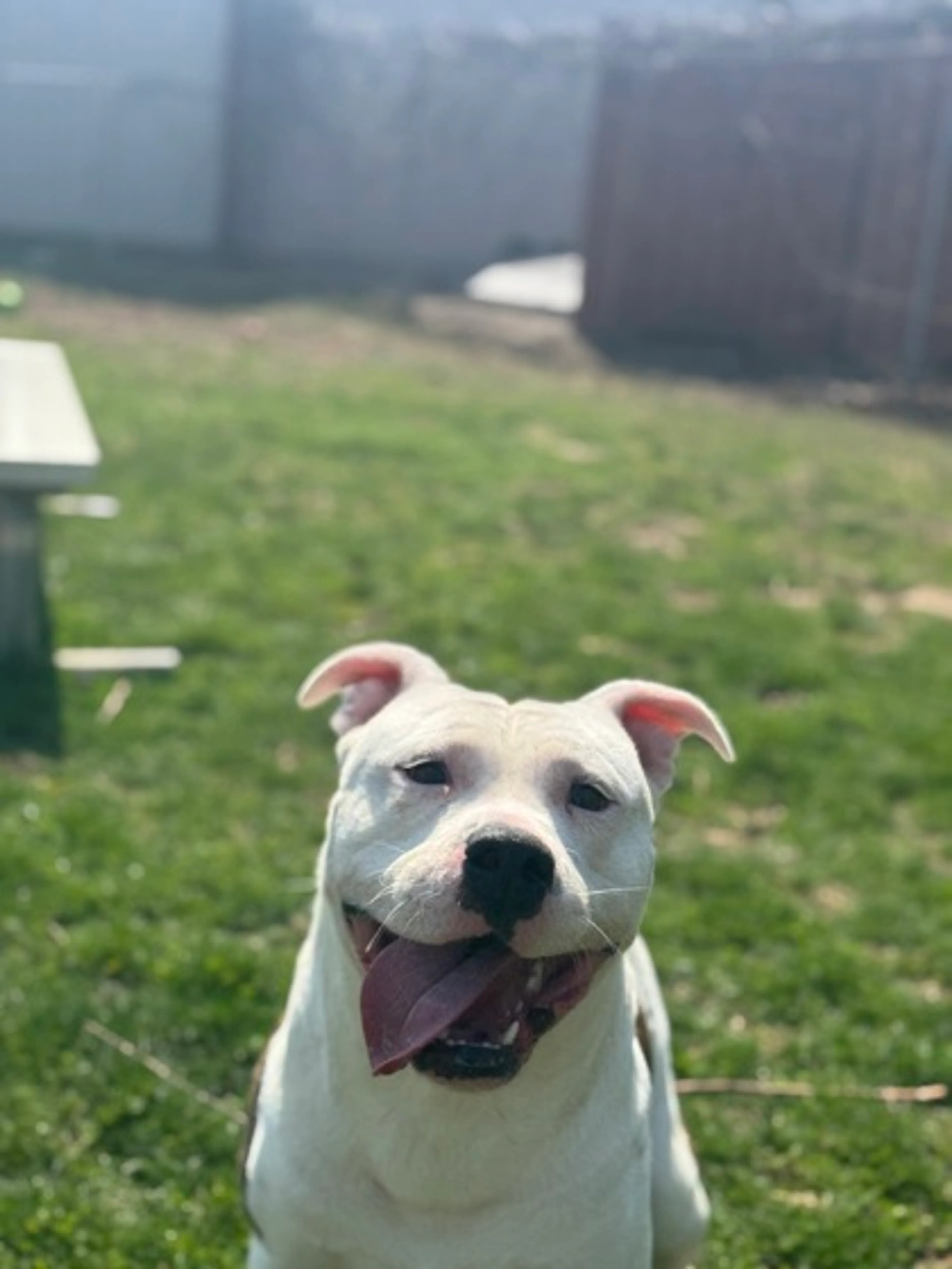 Found pet-2