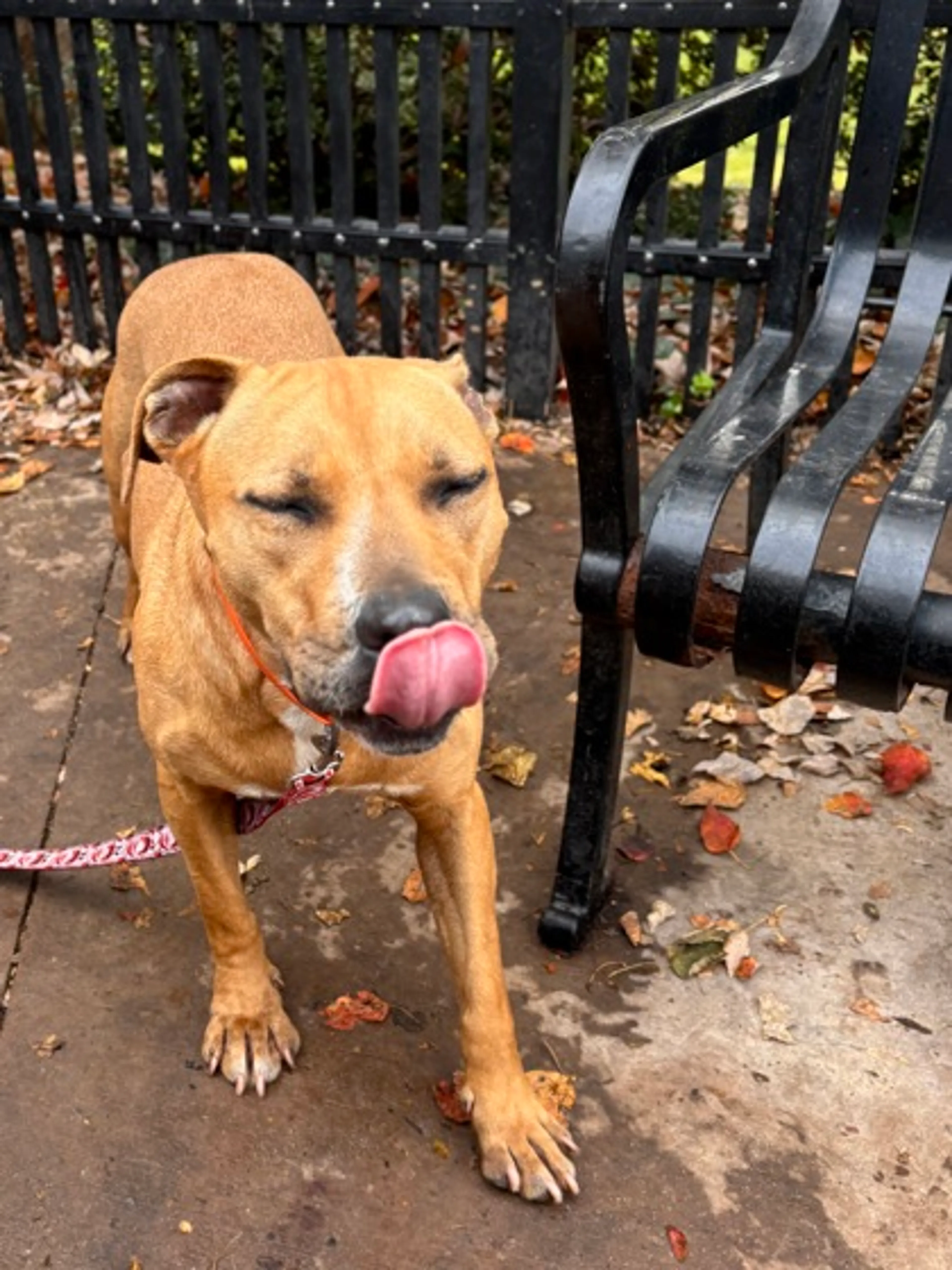 Found pet-2