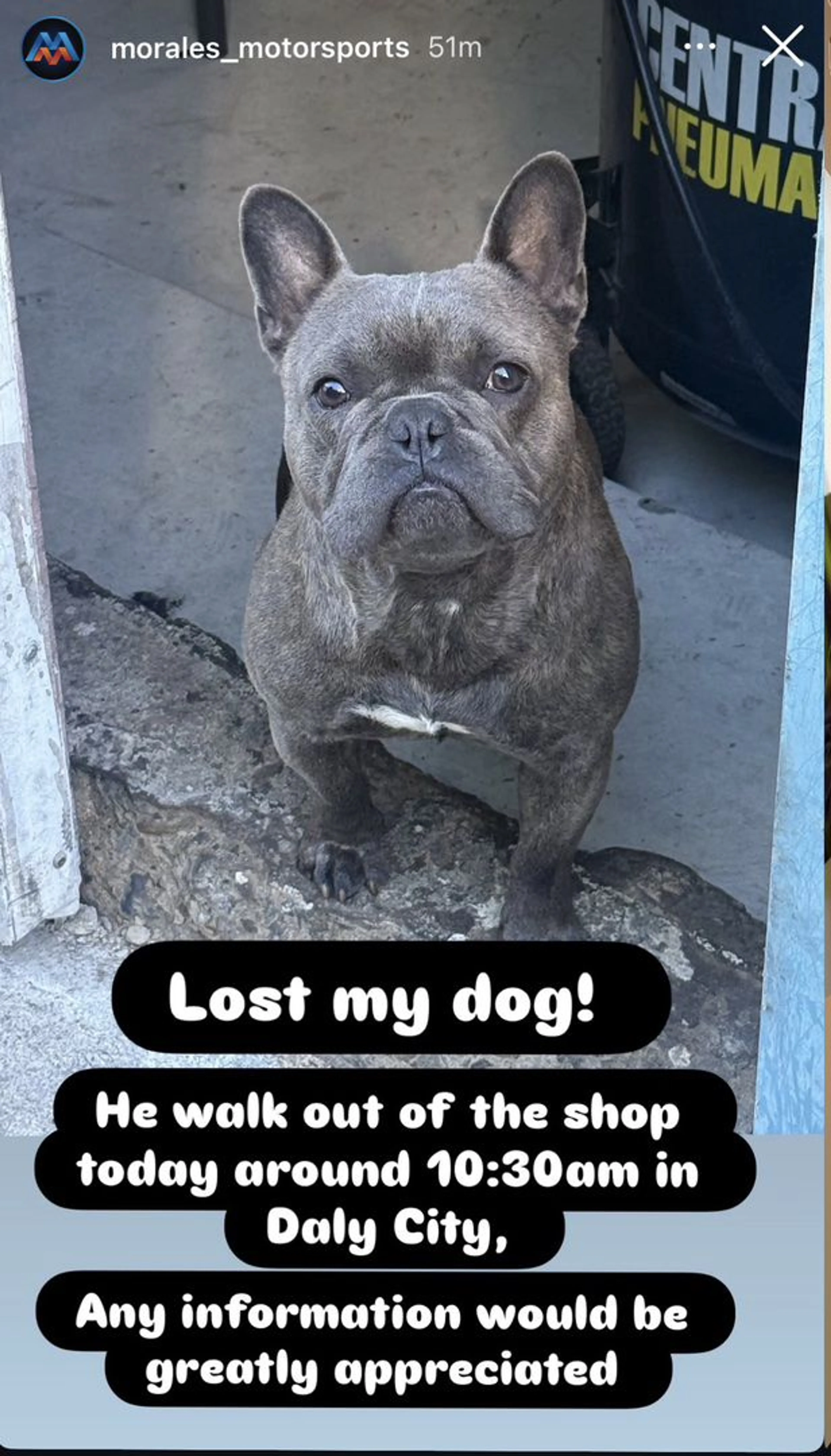 Lost pet