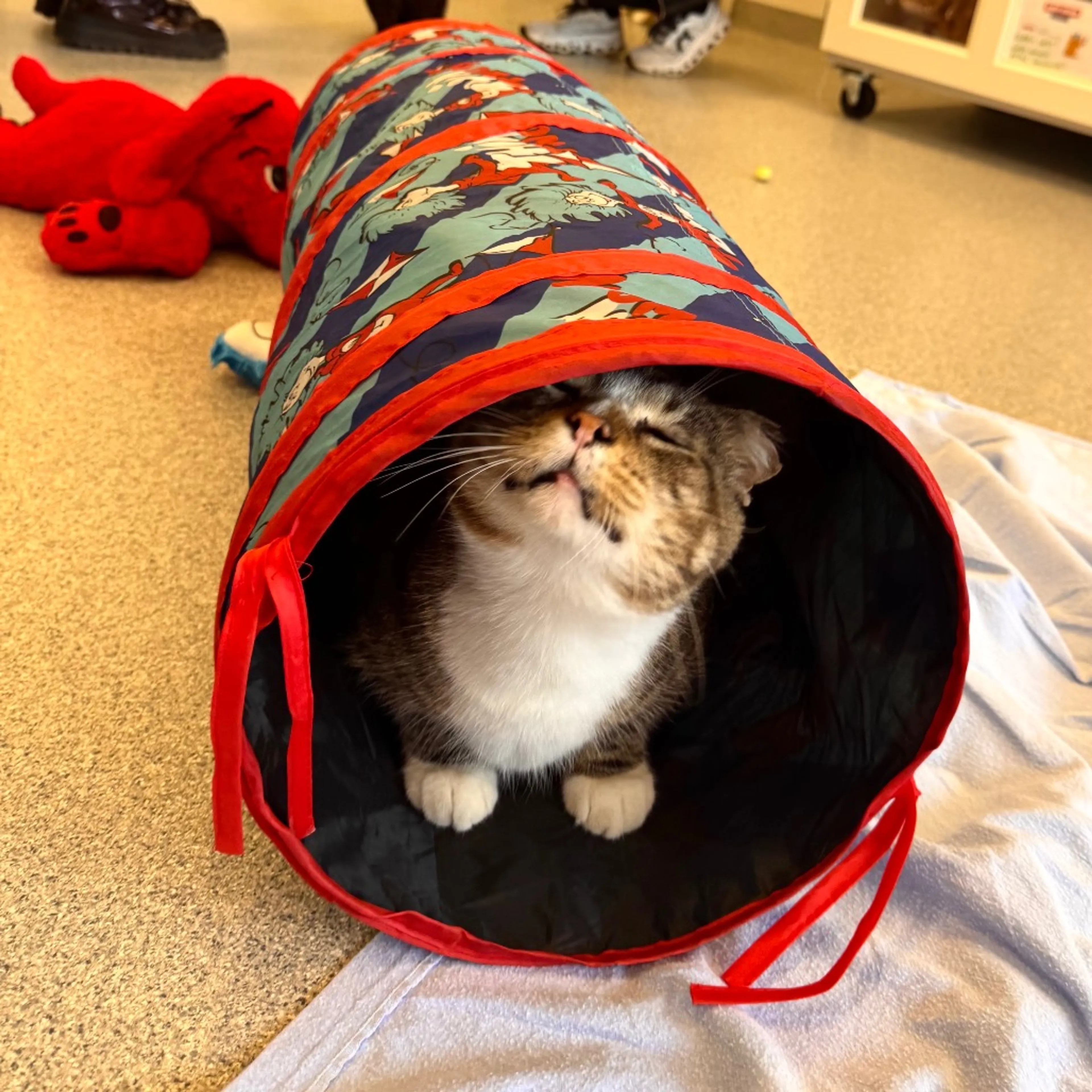 Found pet-48