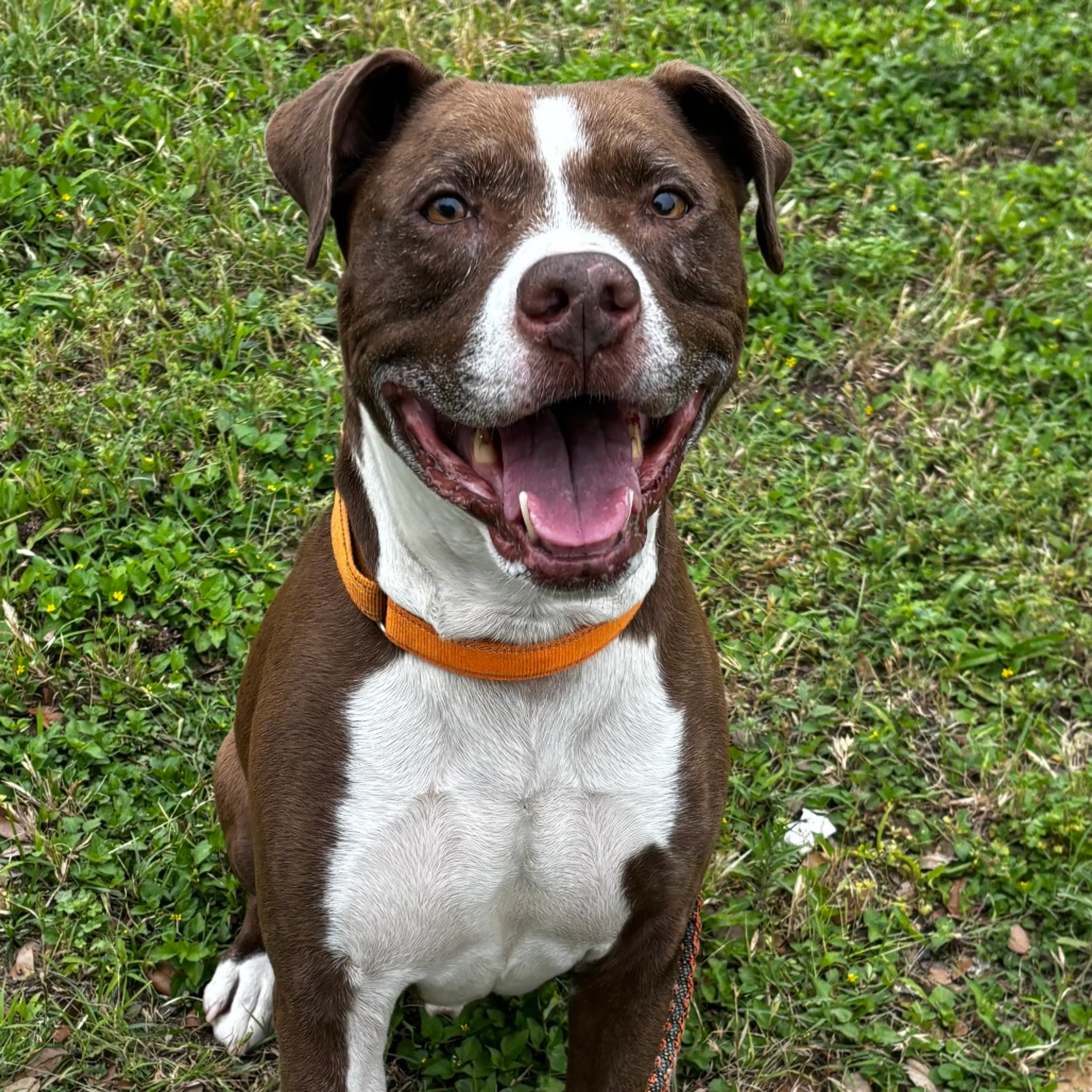 Found pet-26