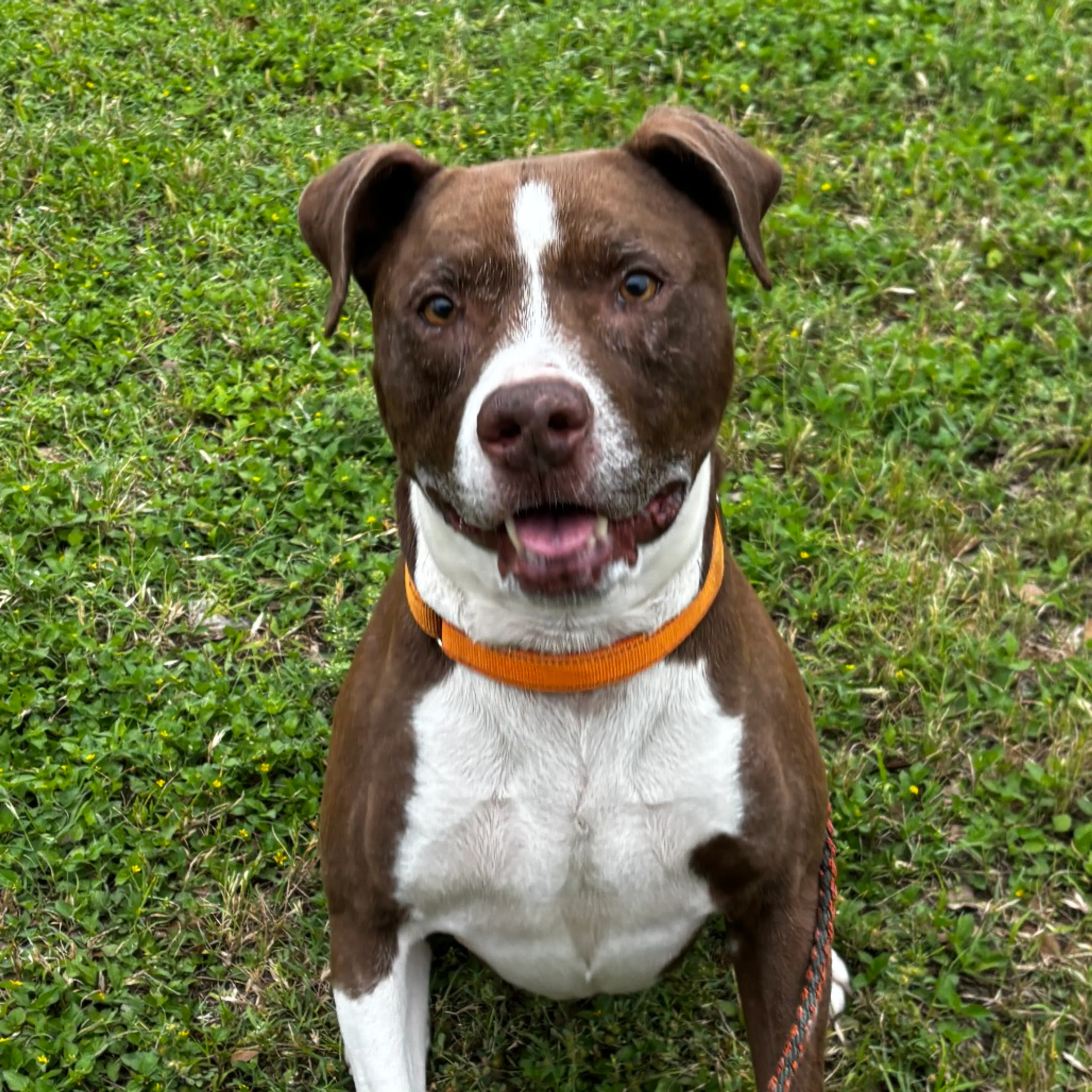 Found pet-27