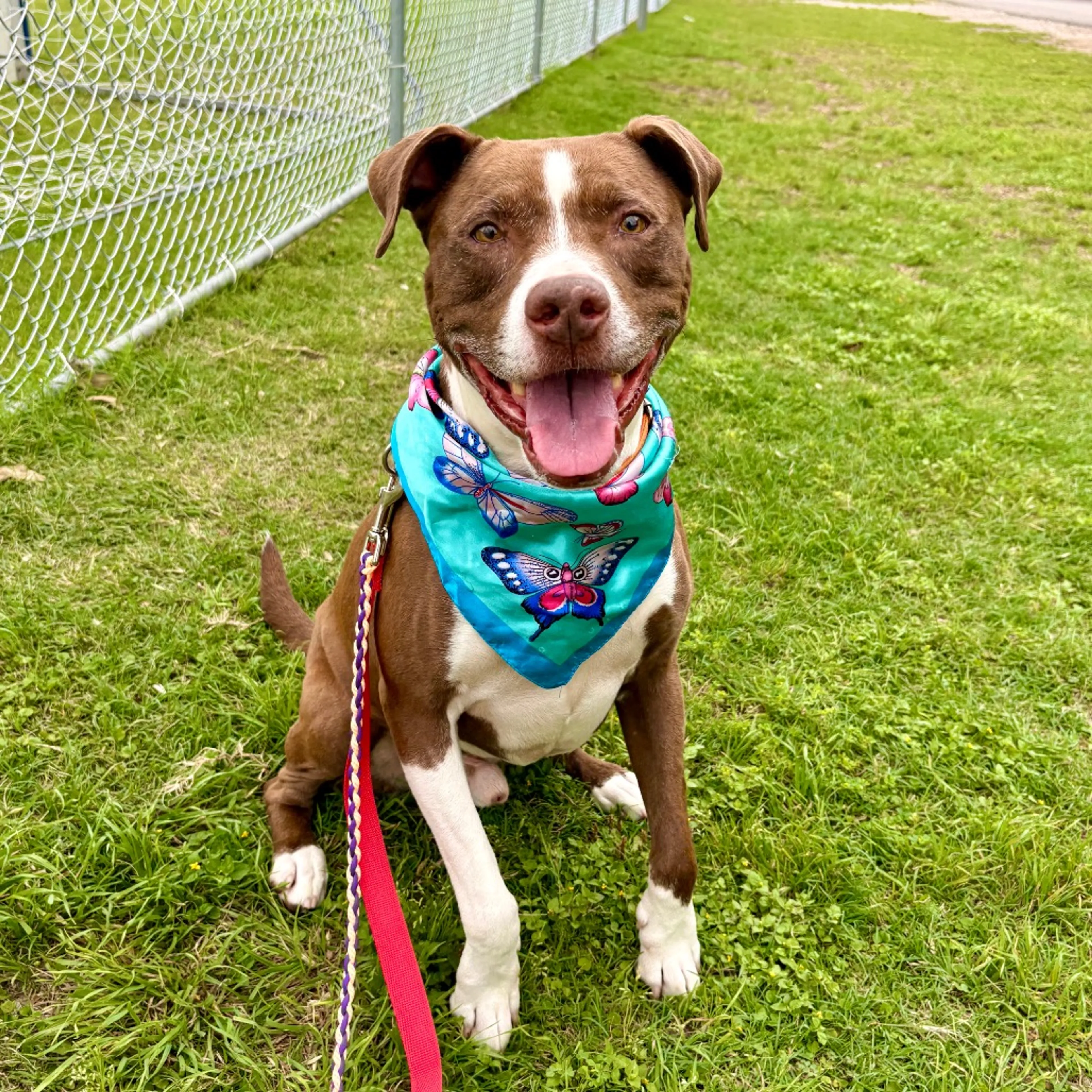 Found pet-20