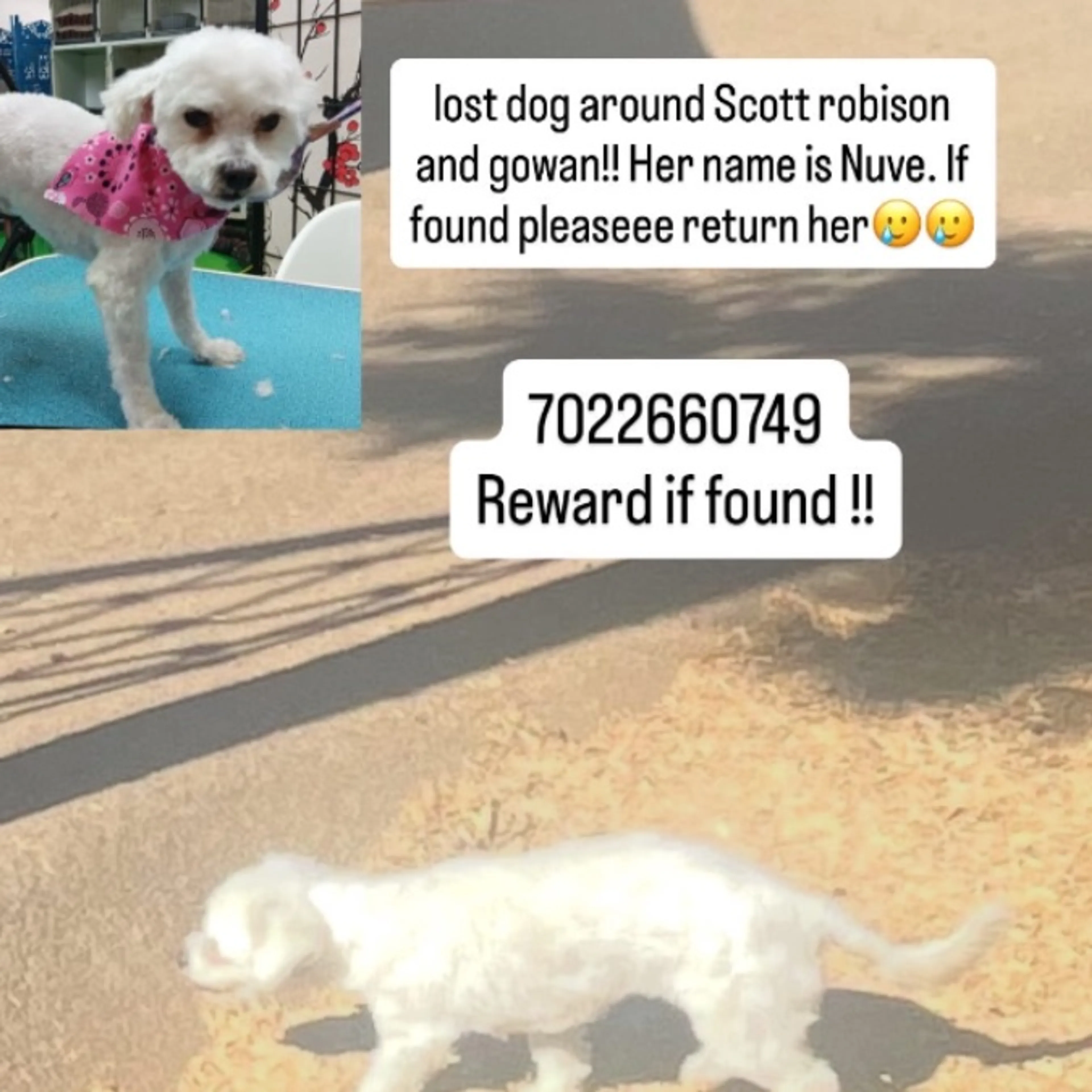 Lost pet-0