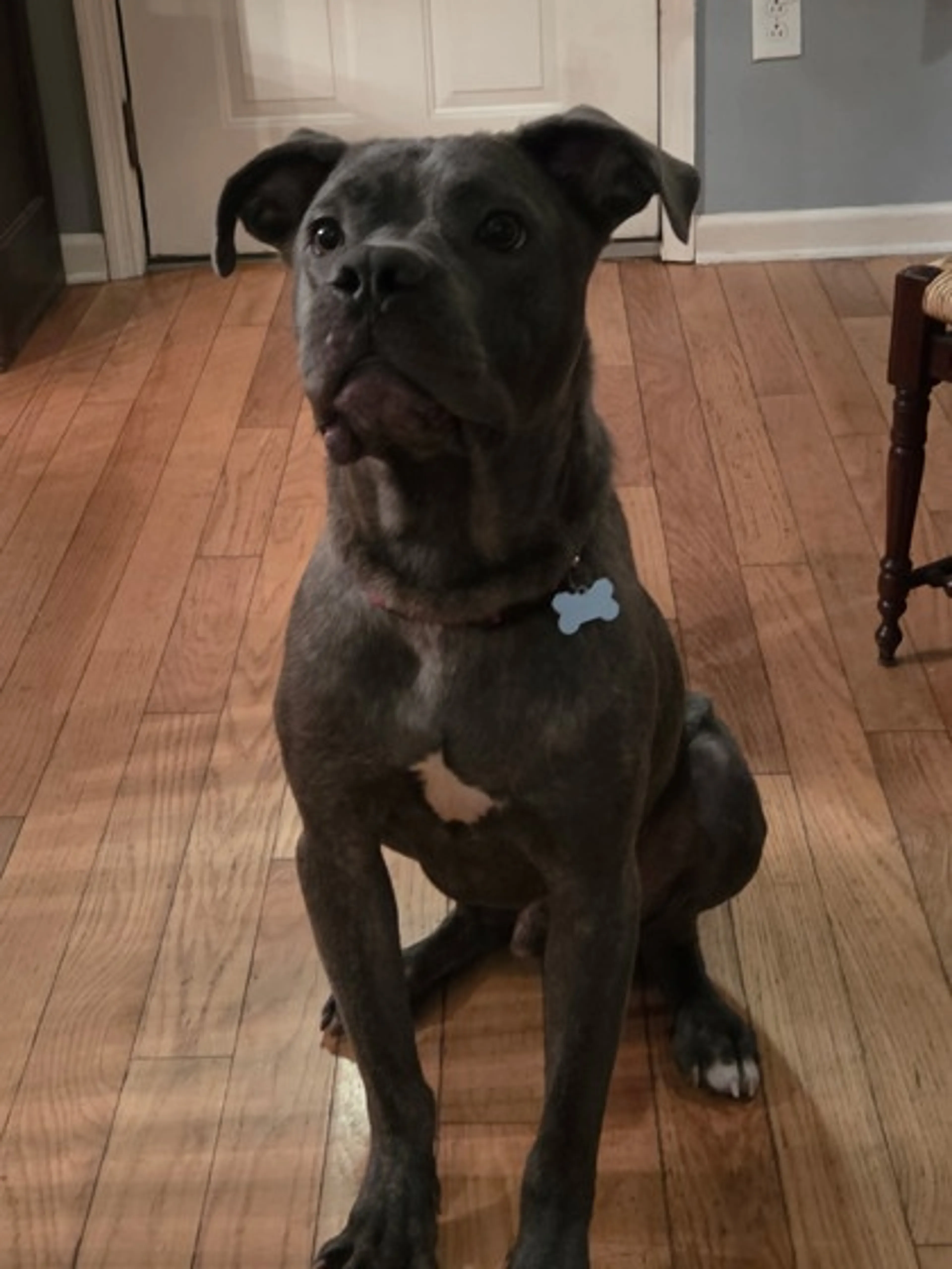 Found pet-1