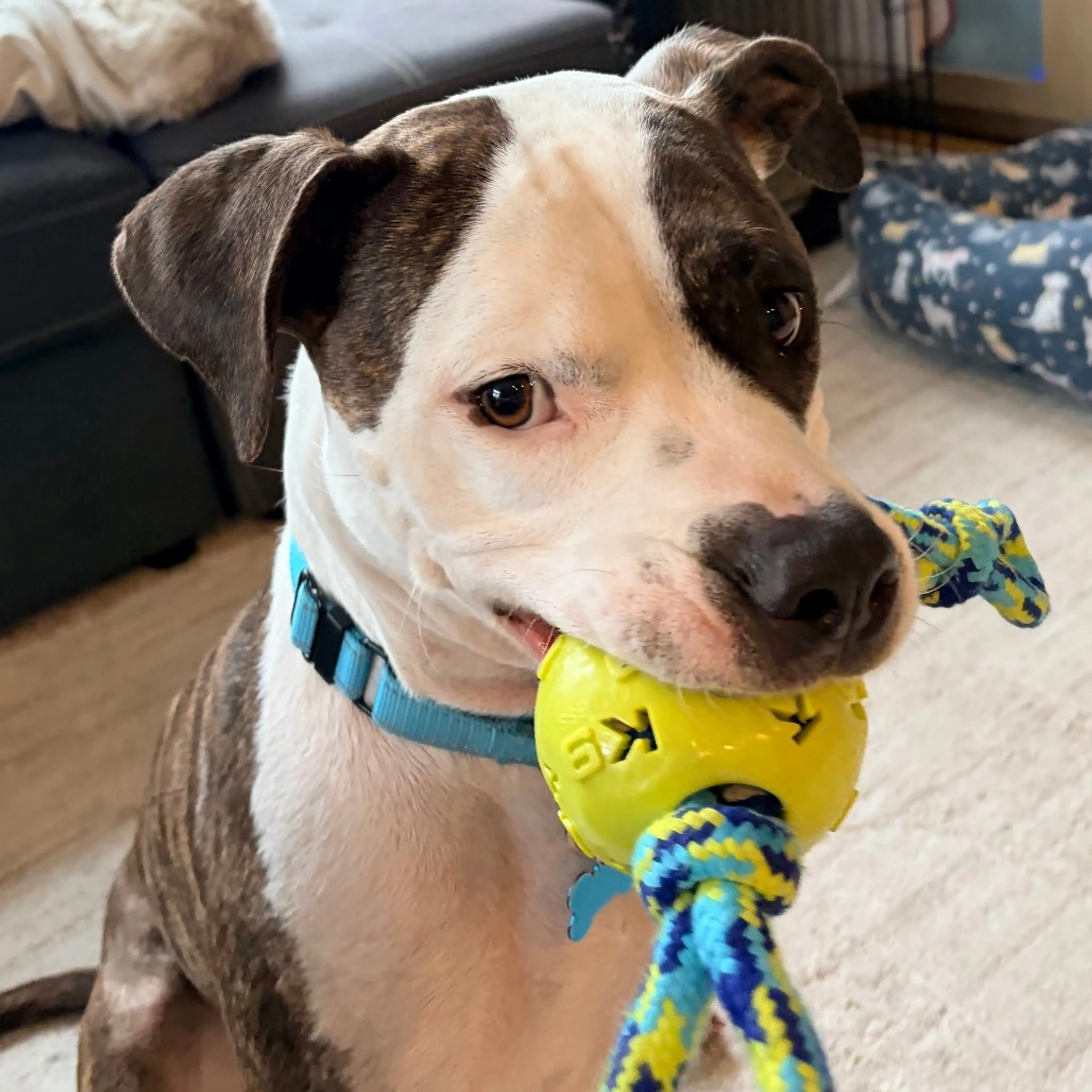 Found pet-6