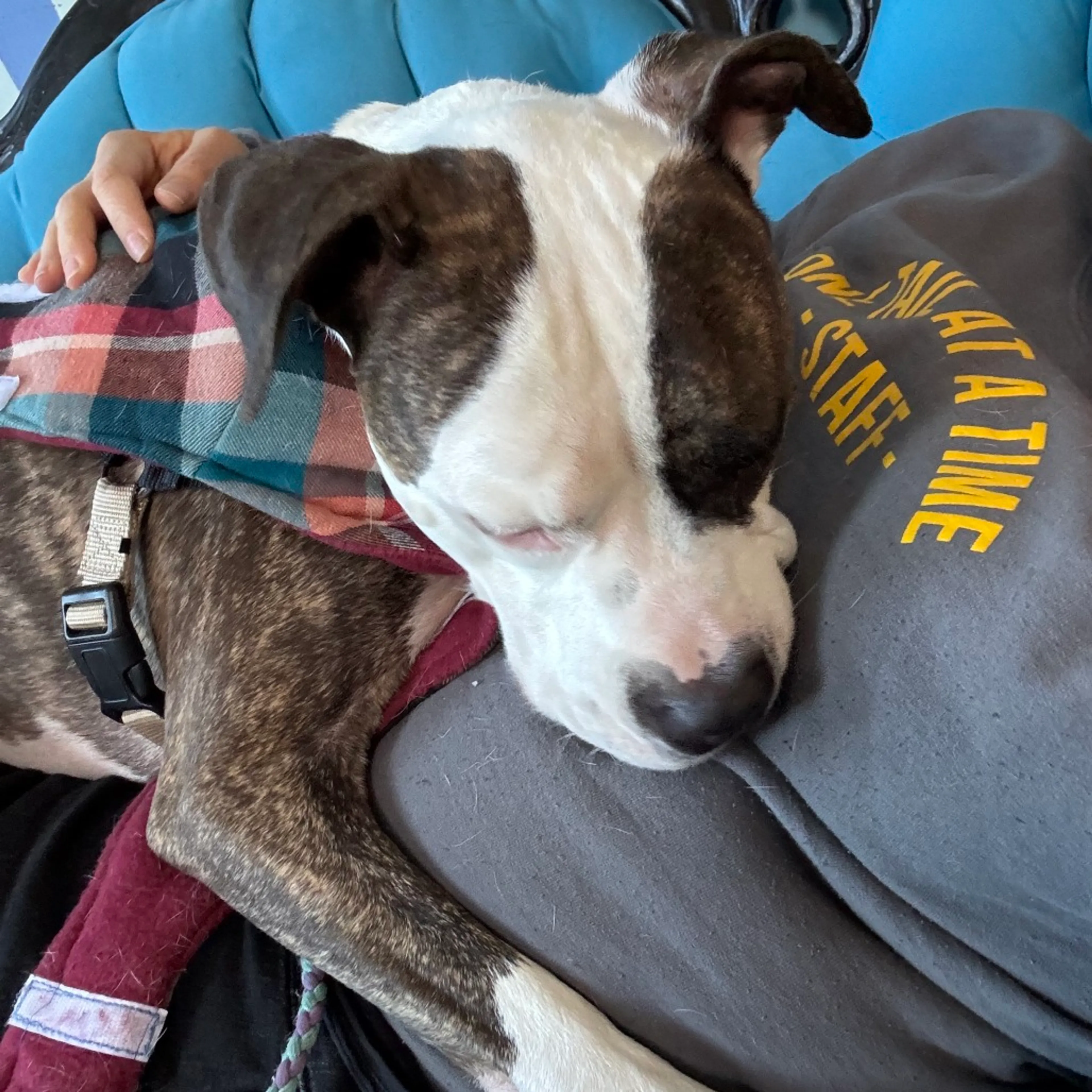 Found pet-8