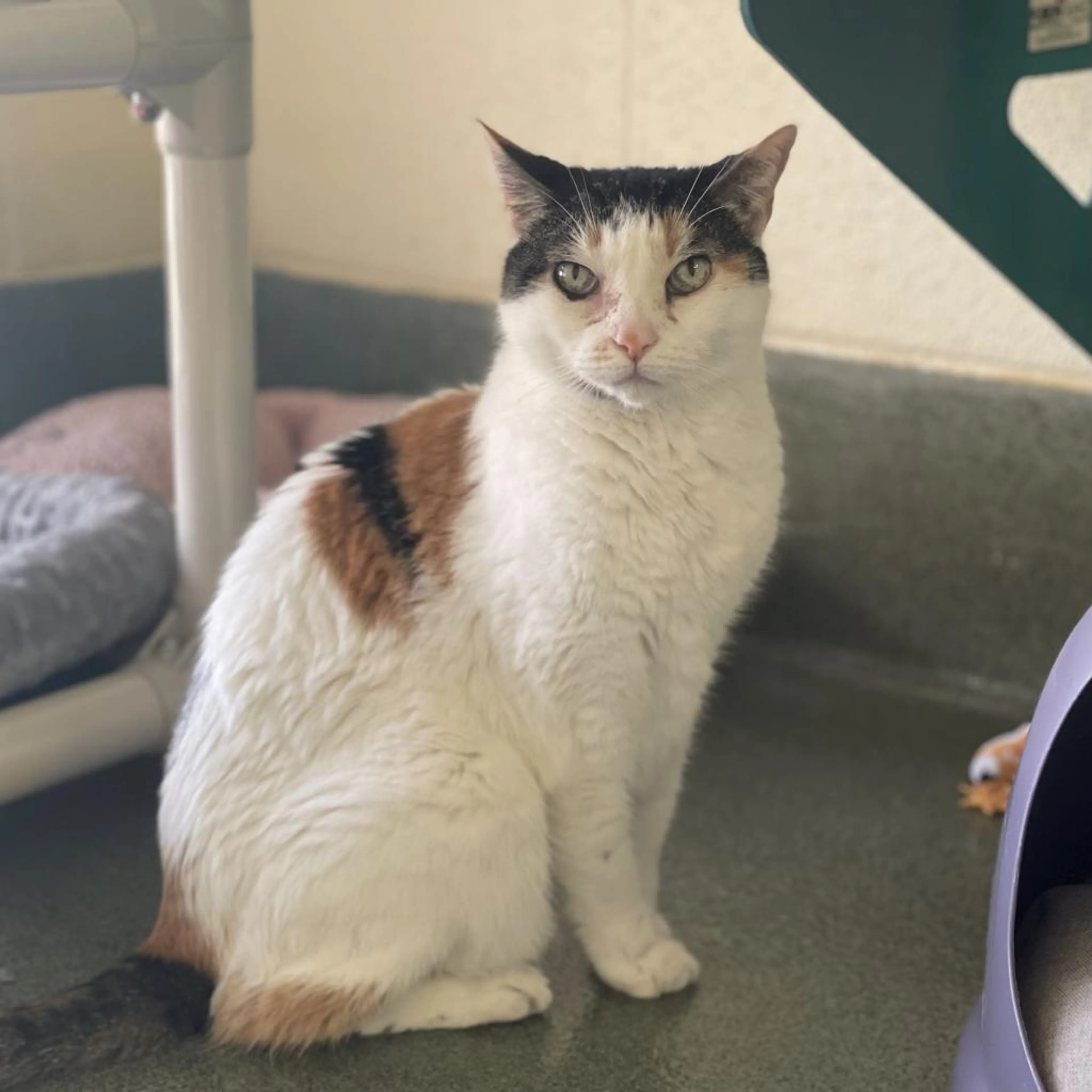 Found pet-3