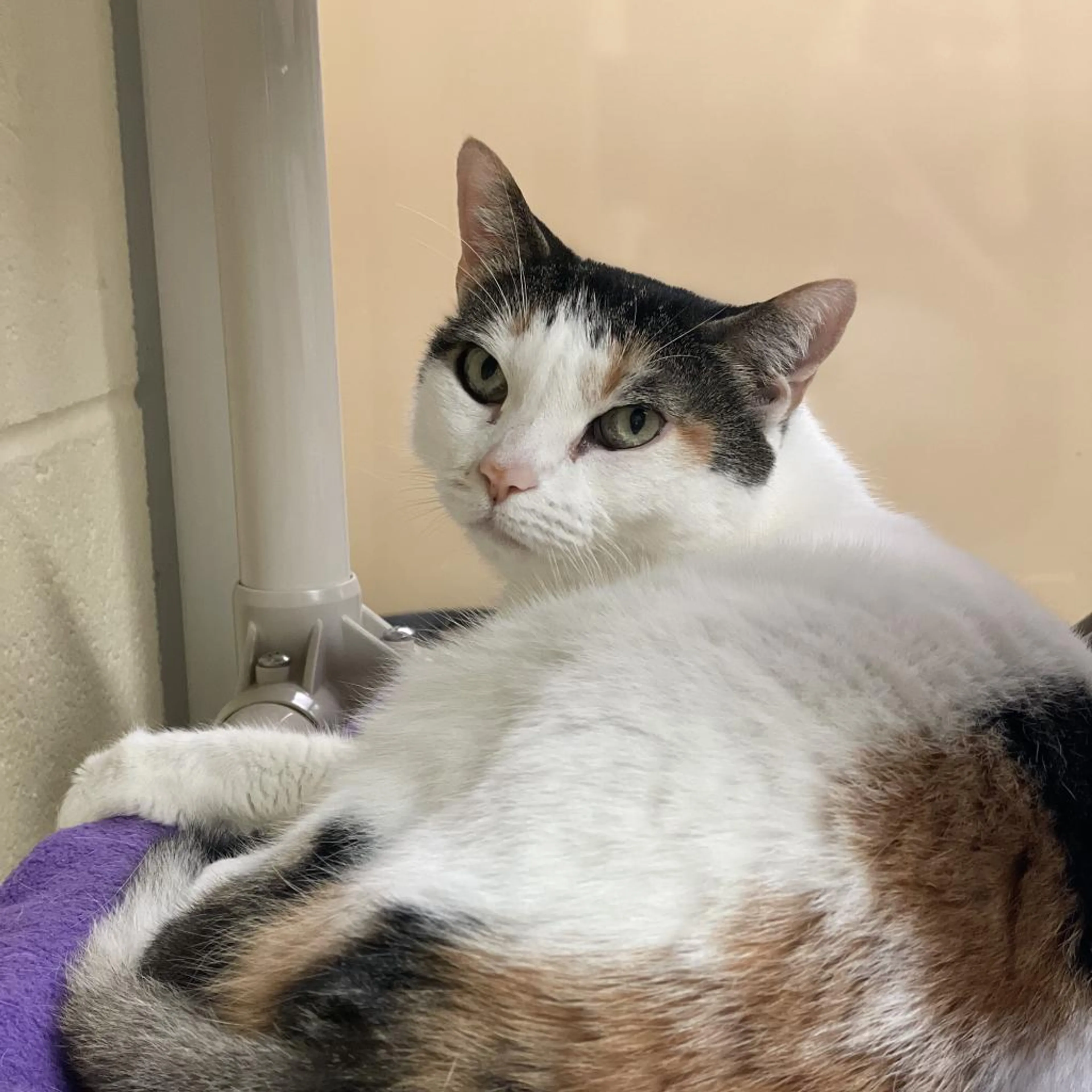 Found pet-2