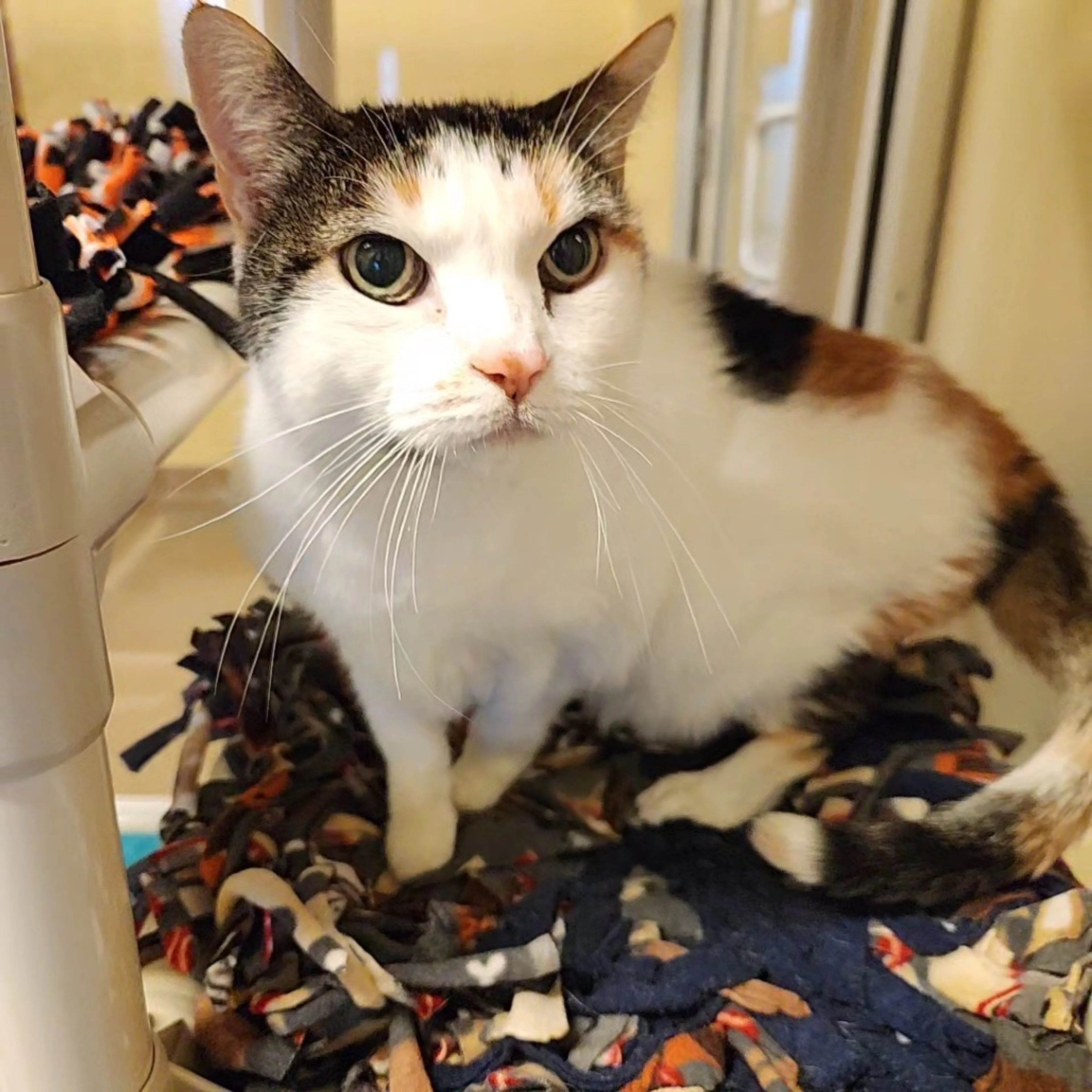 Found pet-6