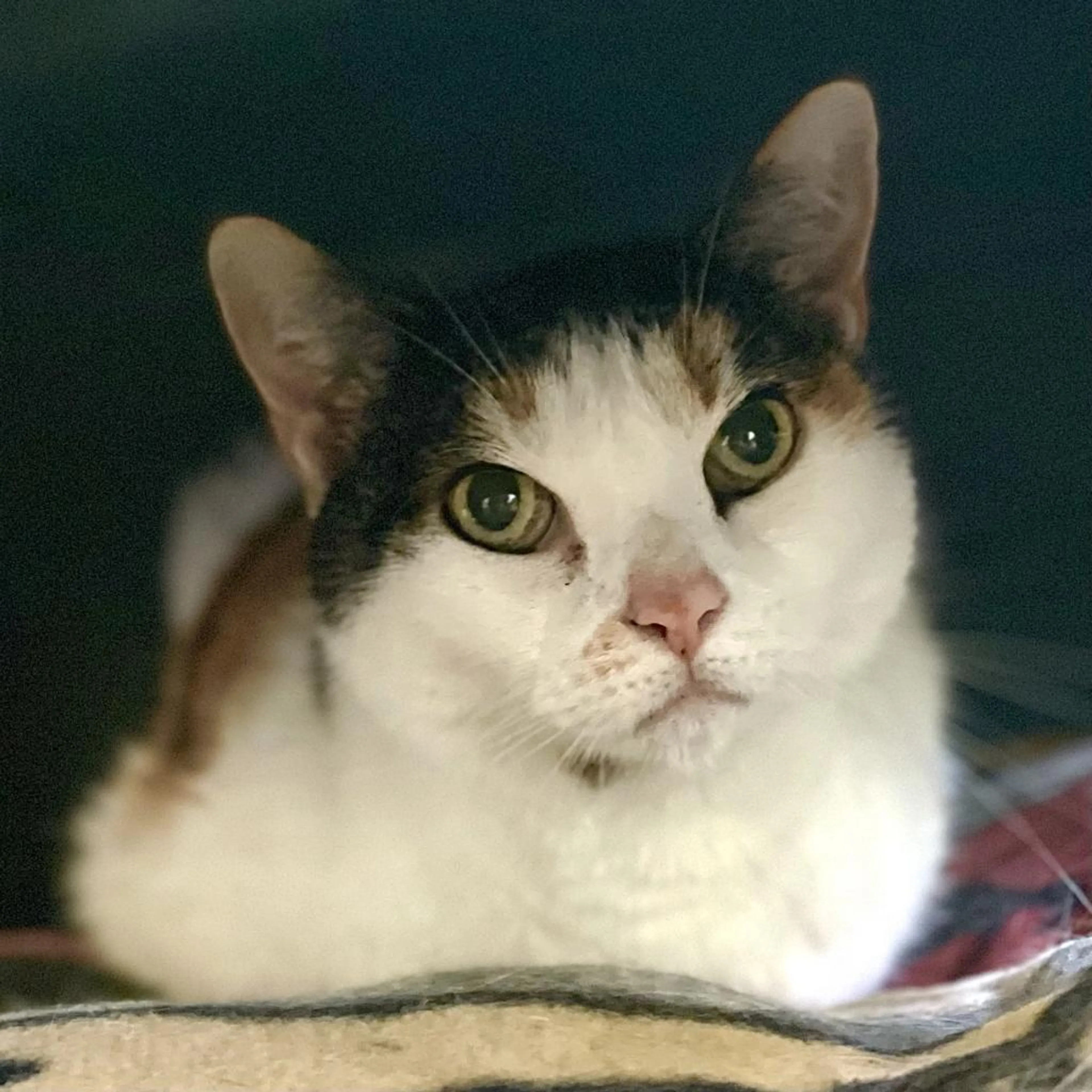 Found pet-5