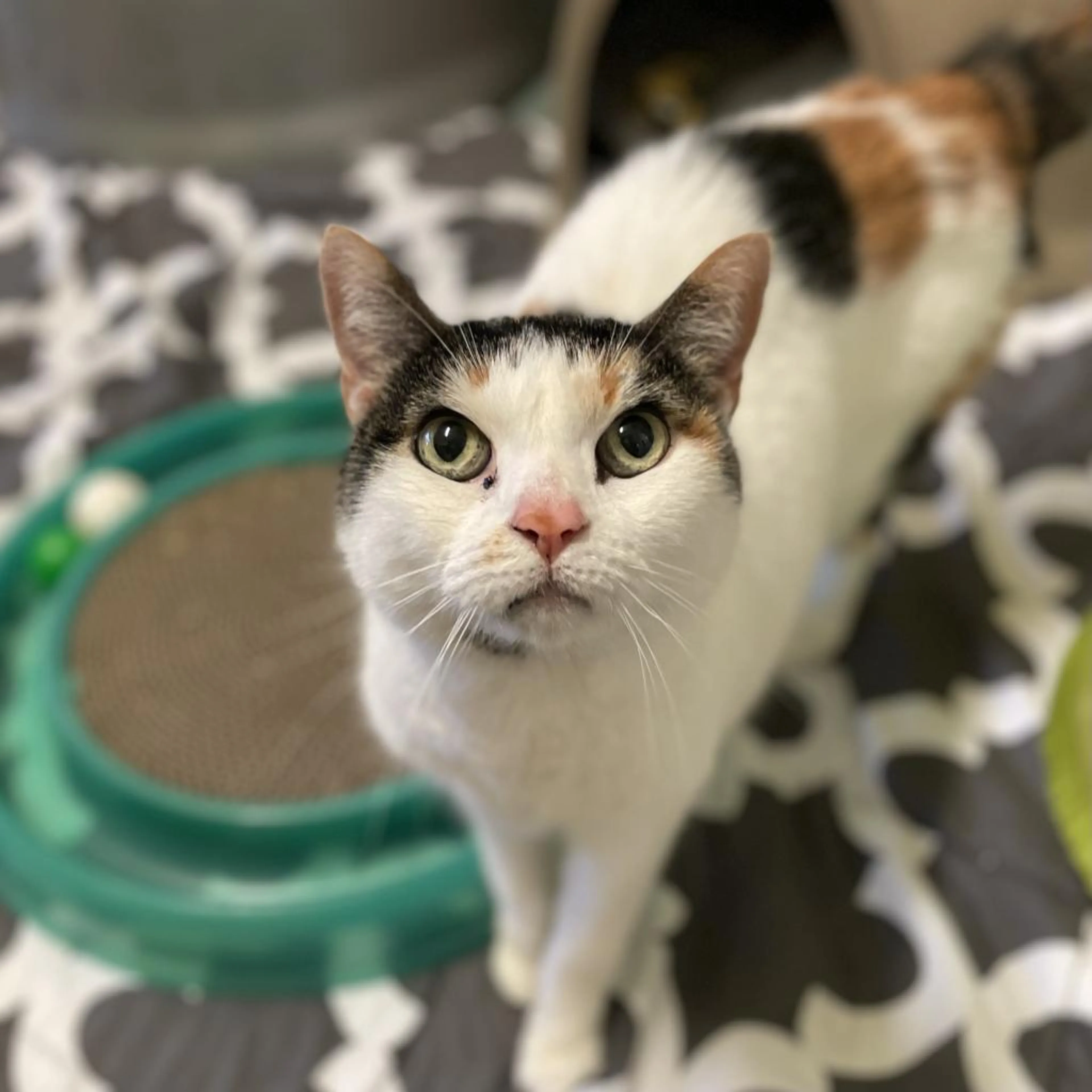 Found pet-4