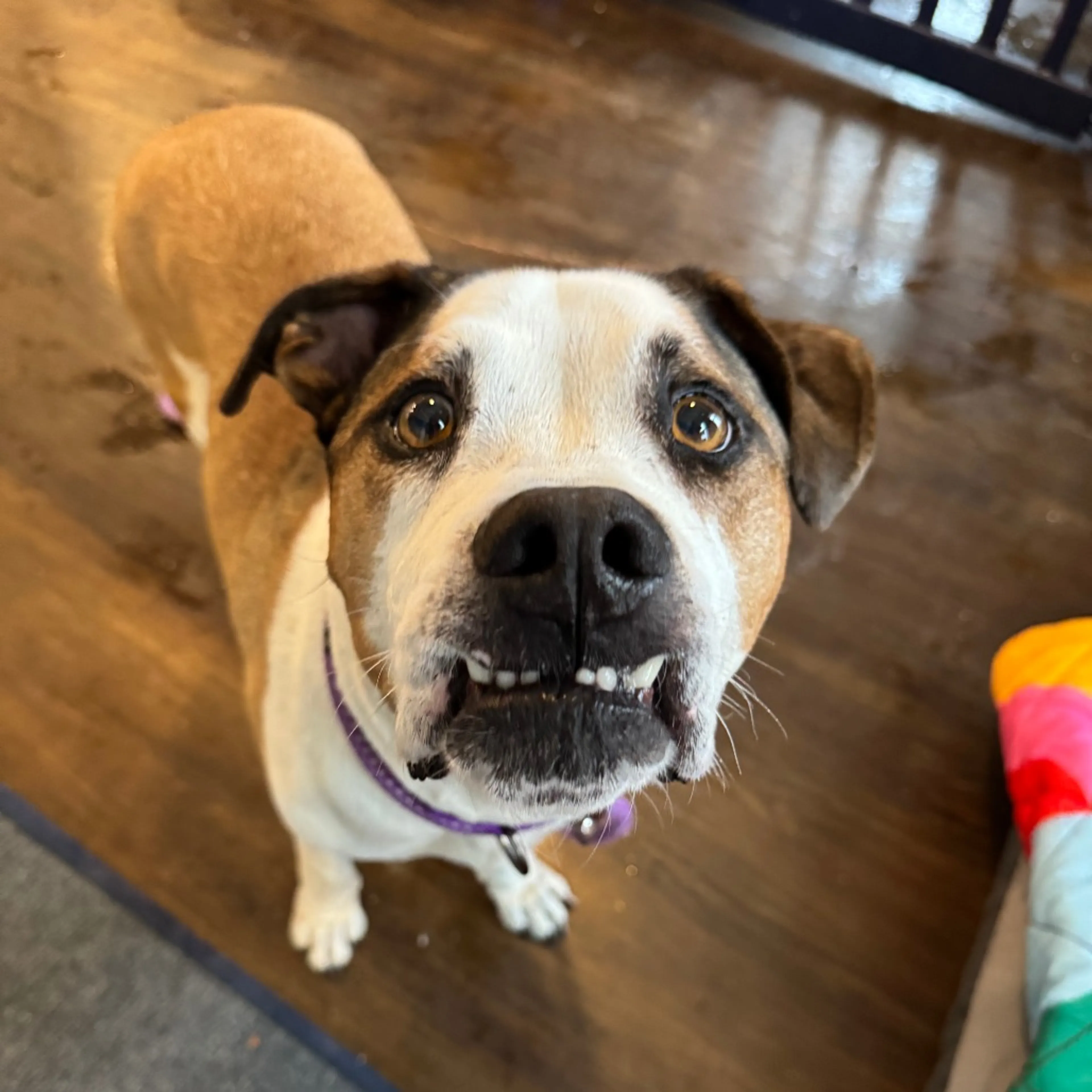 Found pet-3