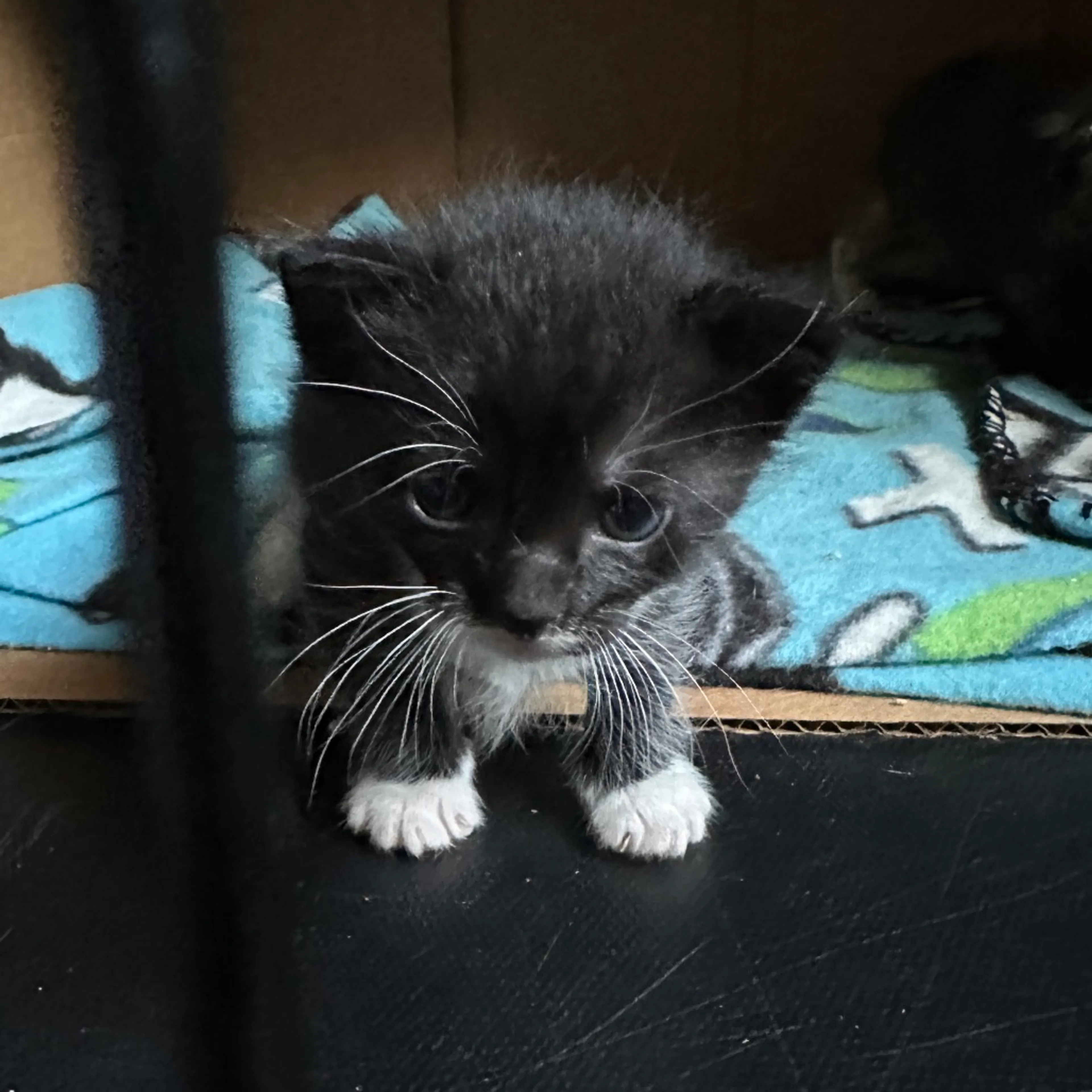 Found pet-4