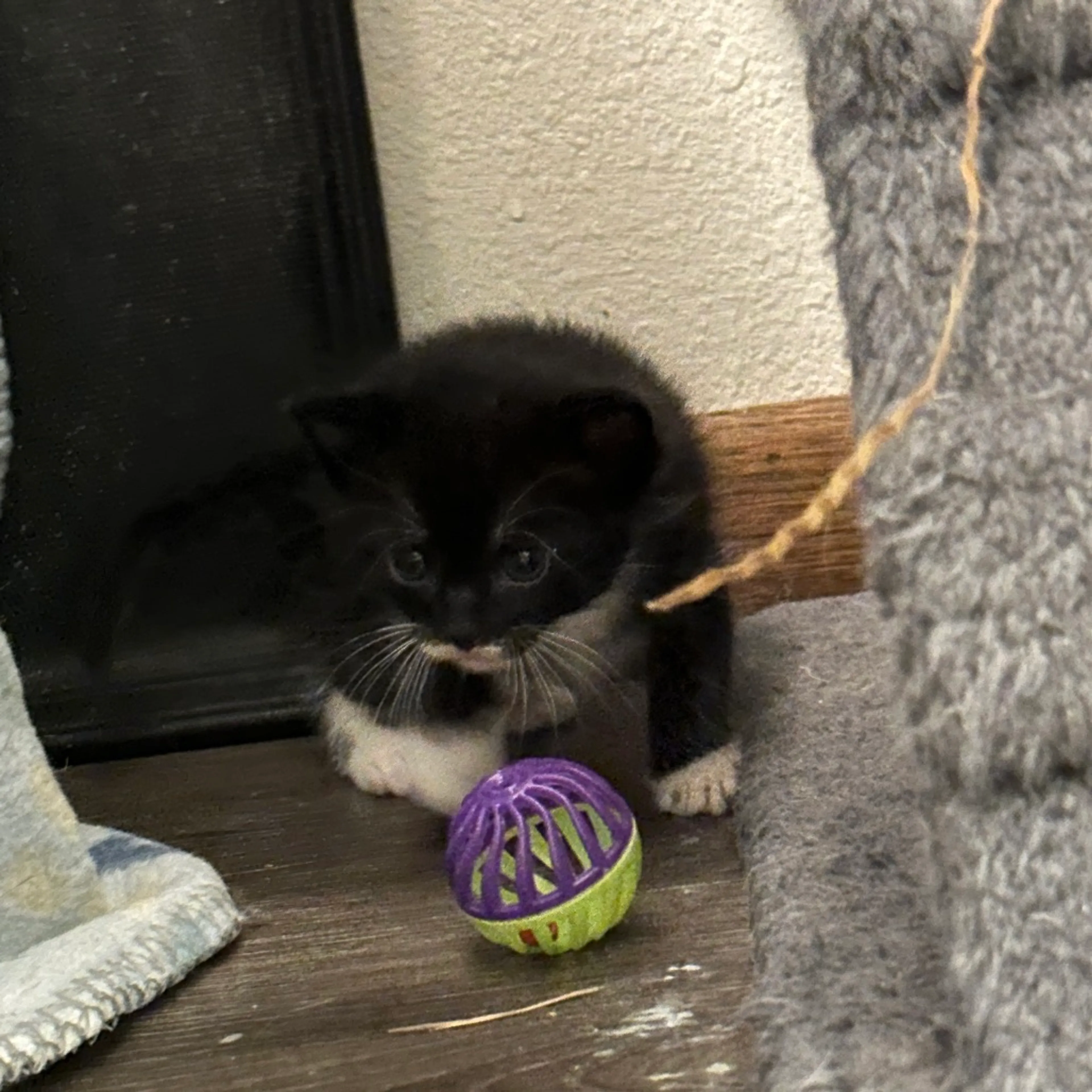 Found pet-2