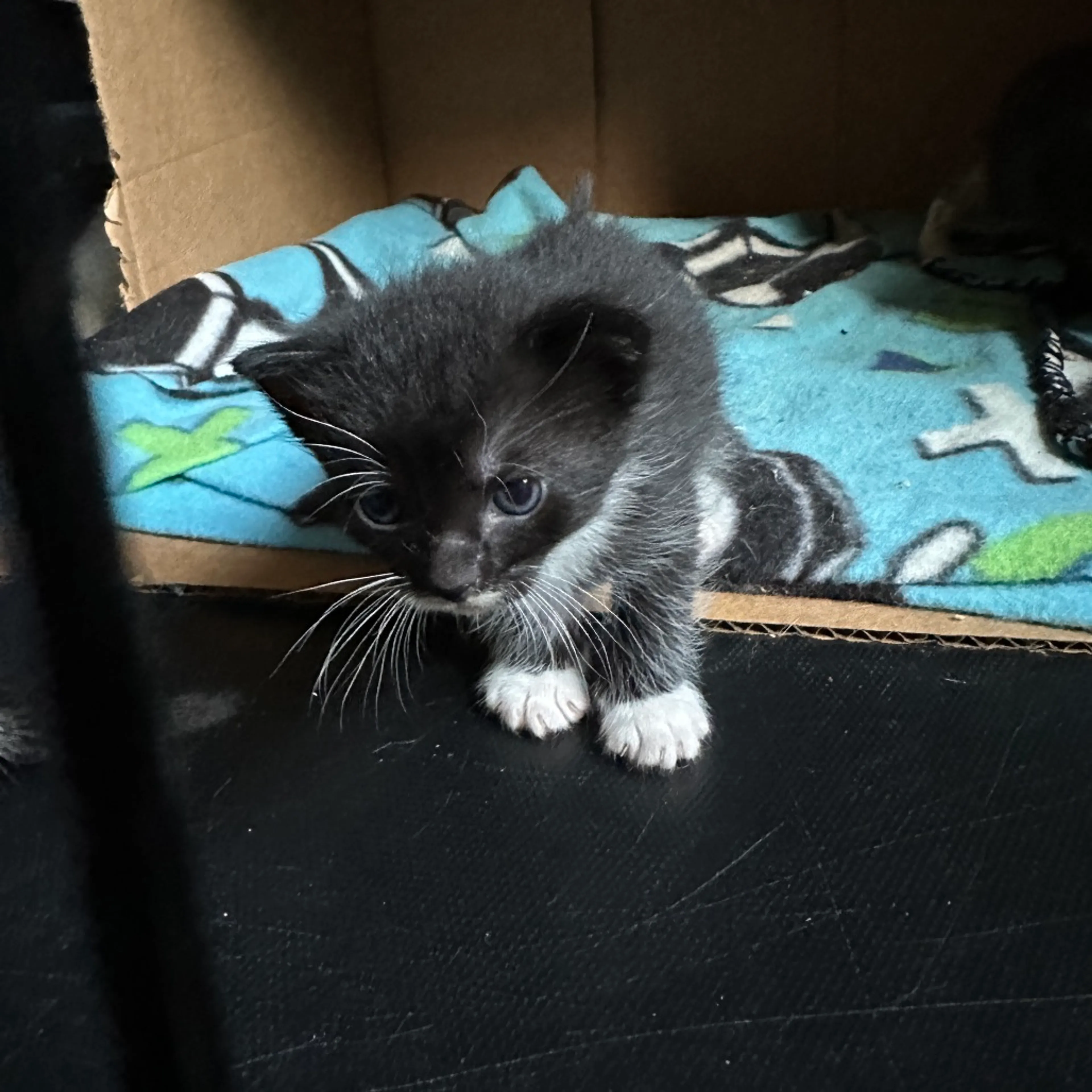 Found pet-5