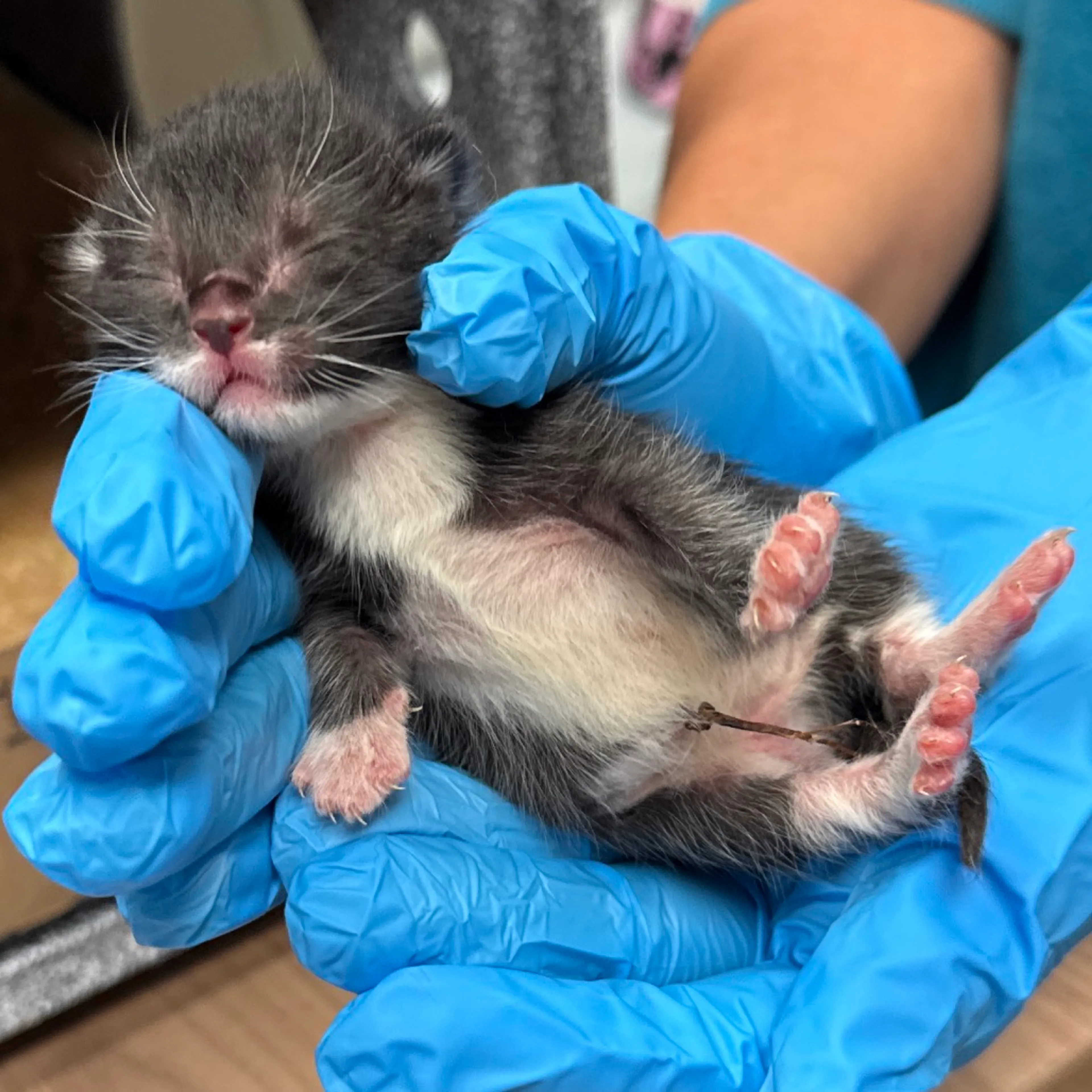 Found pet-1
