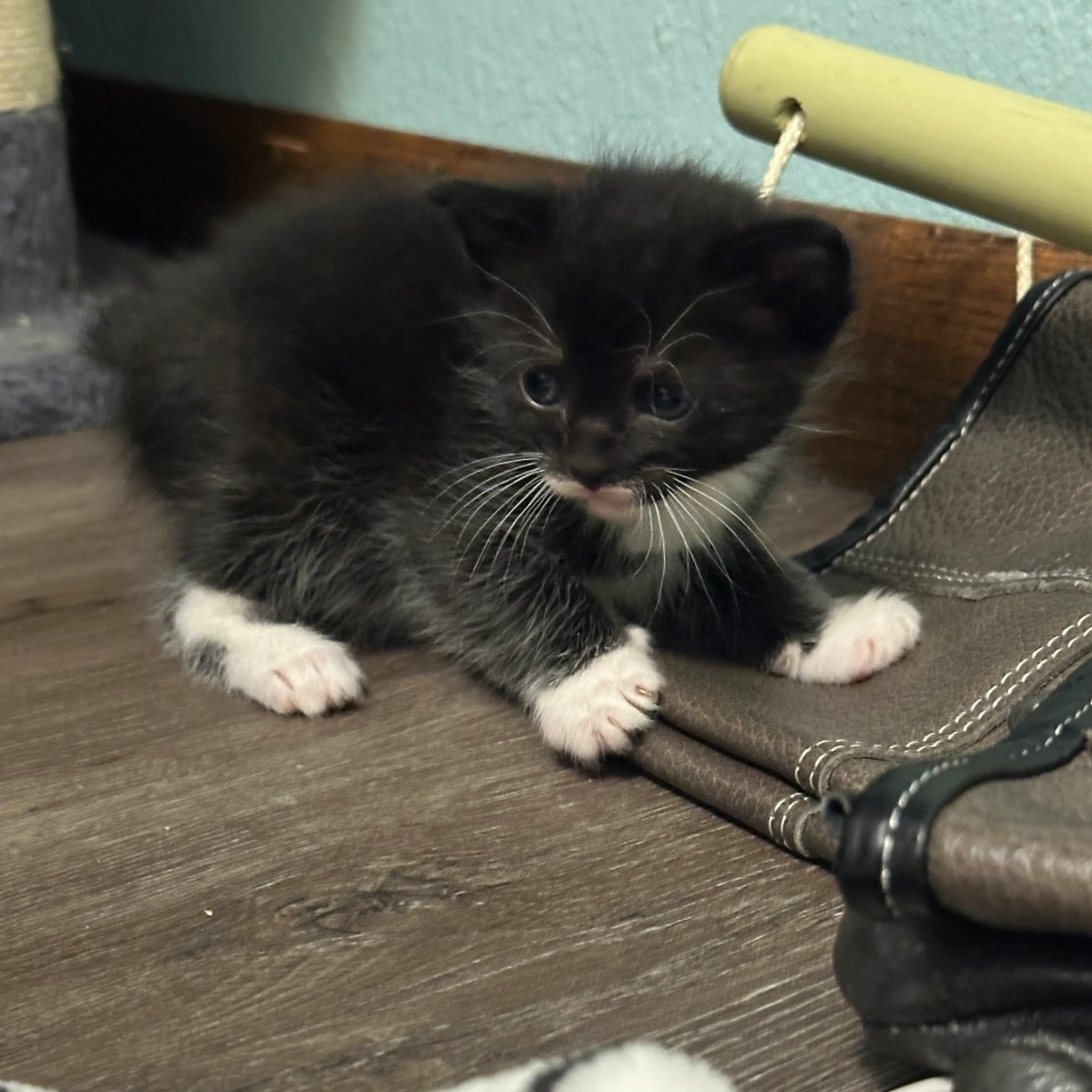 Found pet-3